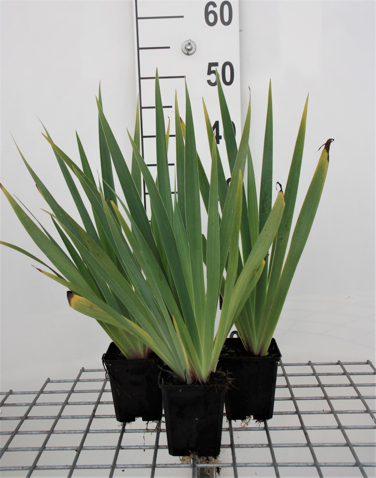 Sisyrinchium striatum - pot 9x9 cm