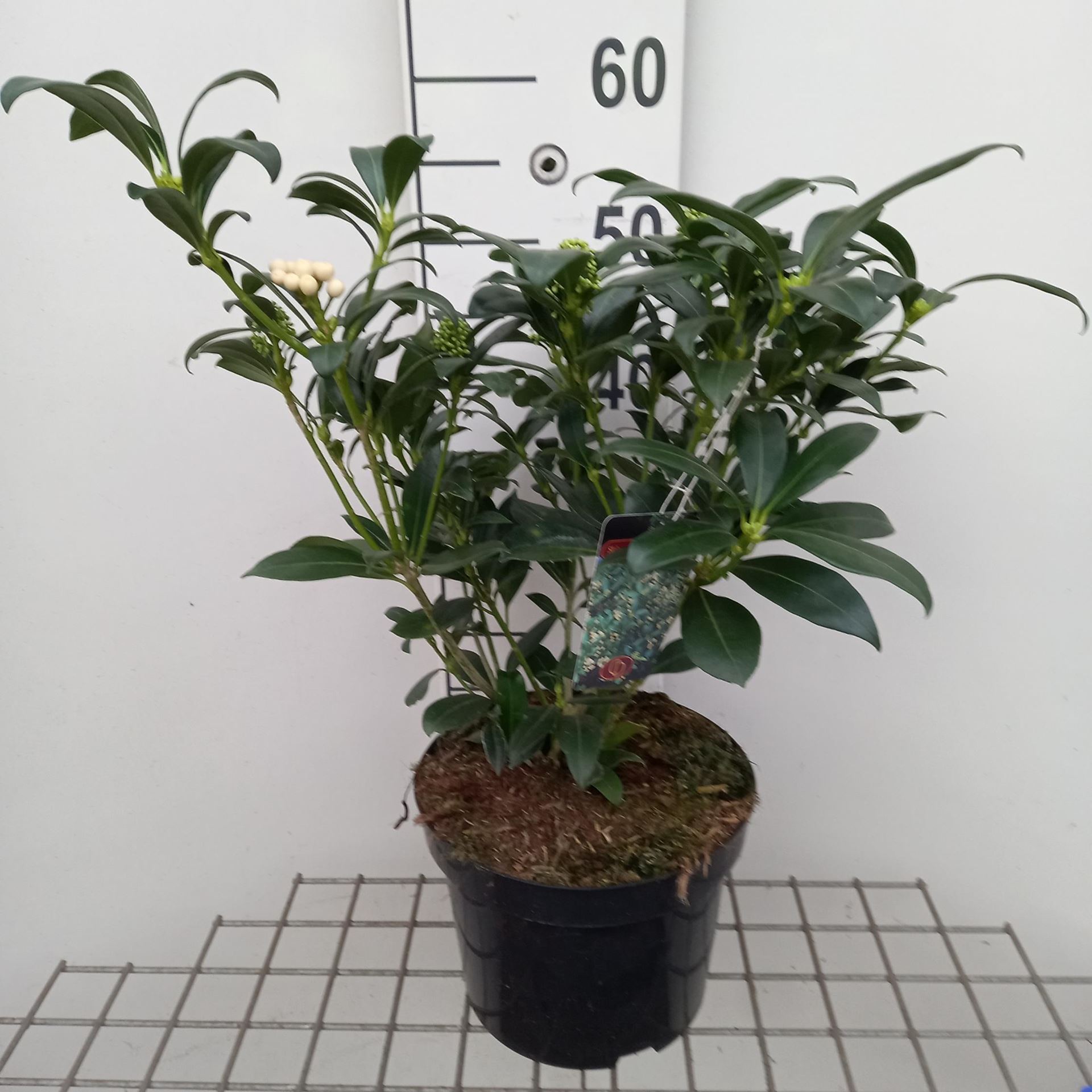 Skimmia japonica'Kew White'- pot - 40+ cm afbeelding