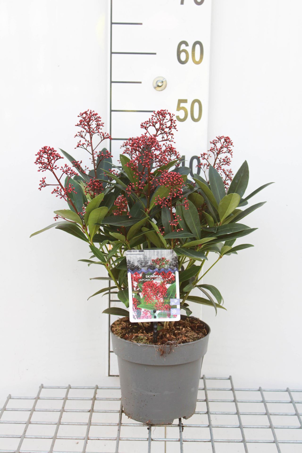Skimmia japonica 'Rubella' - pot - 25-30 cm -