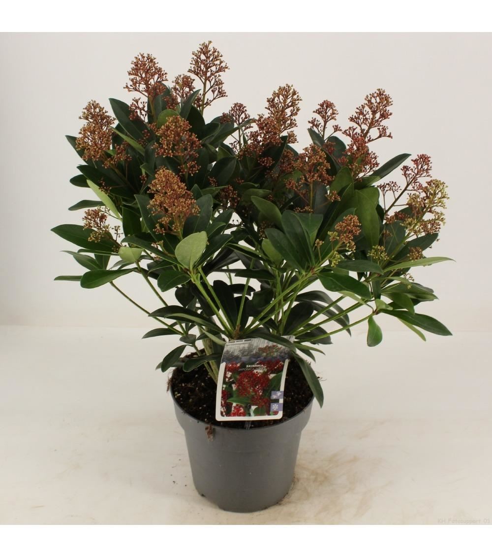 Skimmia japonica 'Rubella' - pot - 30+ cm