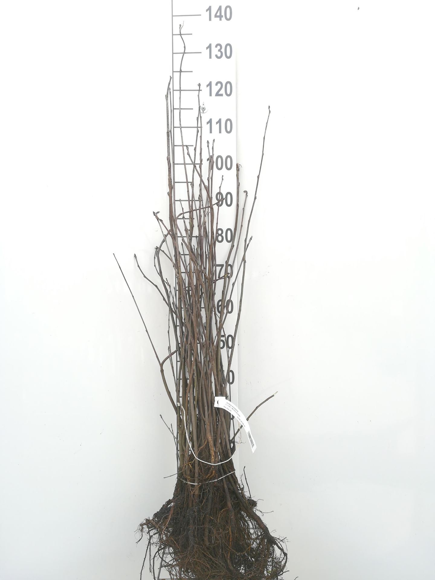 Sorbus aucuparia - blote wortel - 60-90 cm - Wilde lijsterbes / Gewone lijsterbes afbeelding