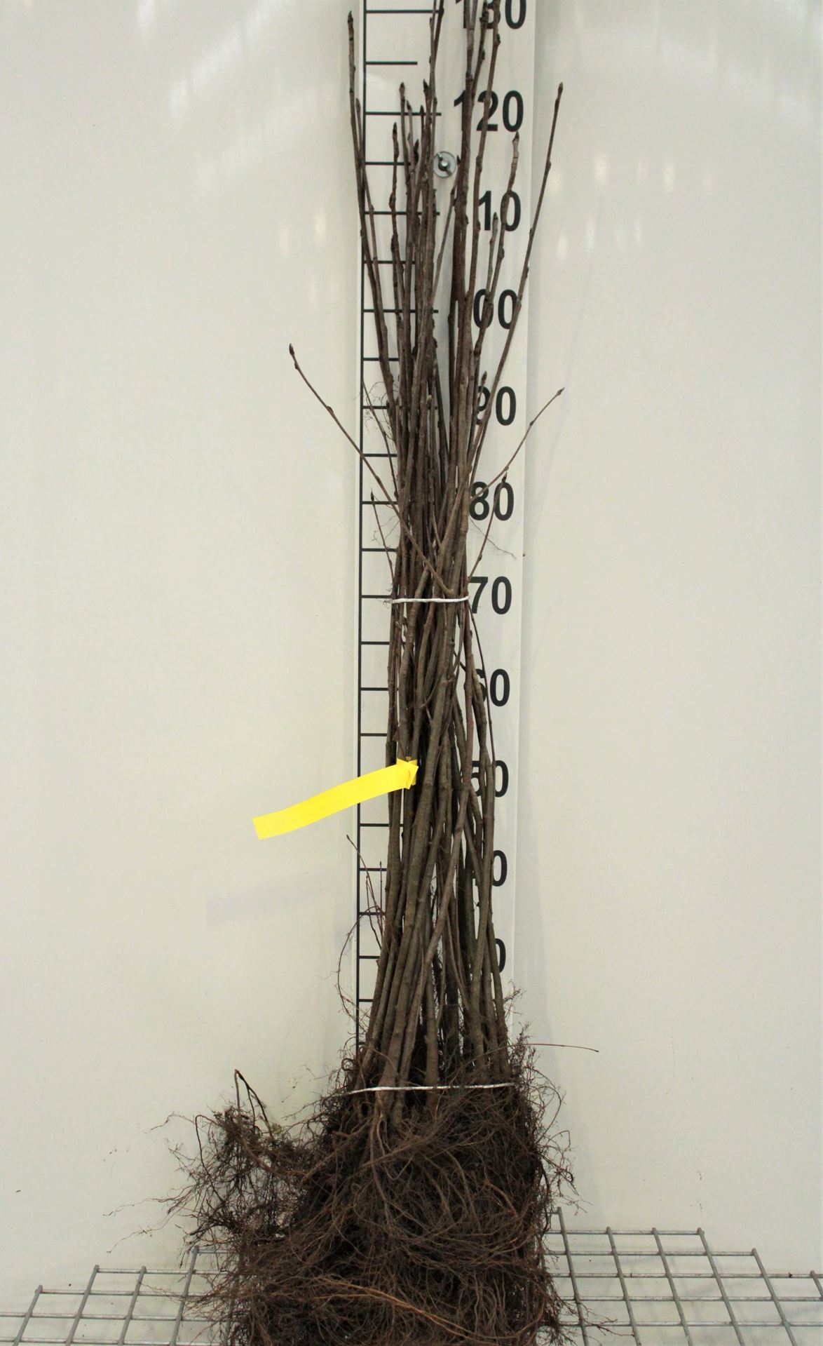 Sorbus aucuparia - blote wortel - 90-120 cm afbeelding