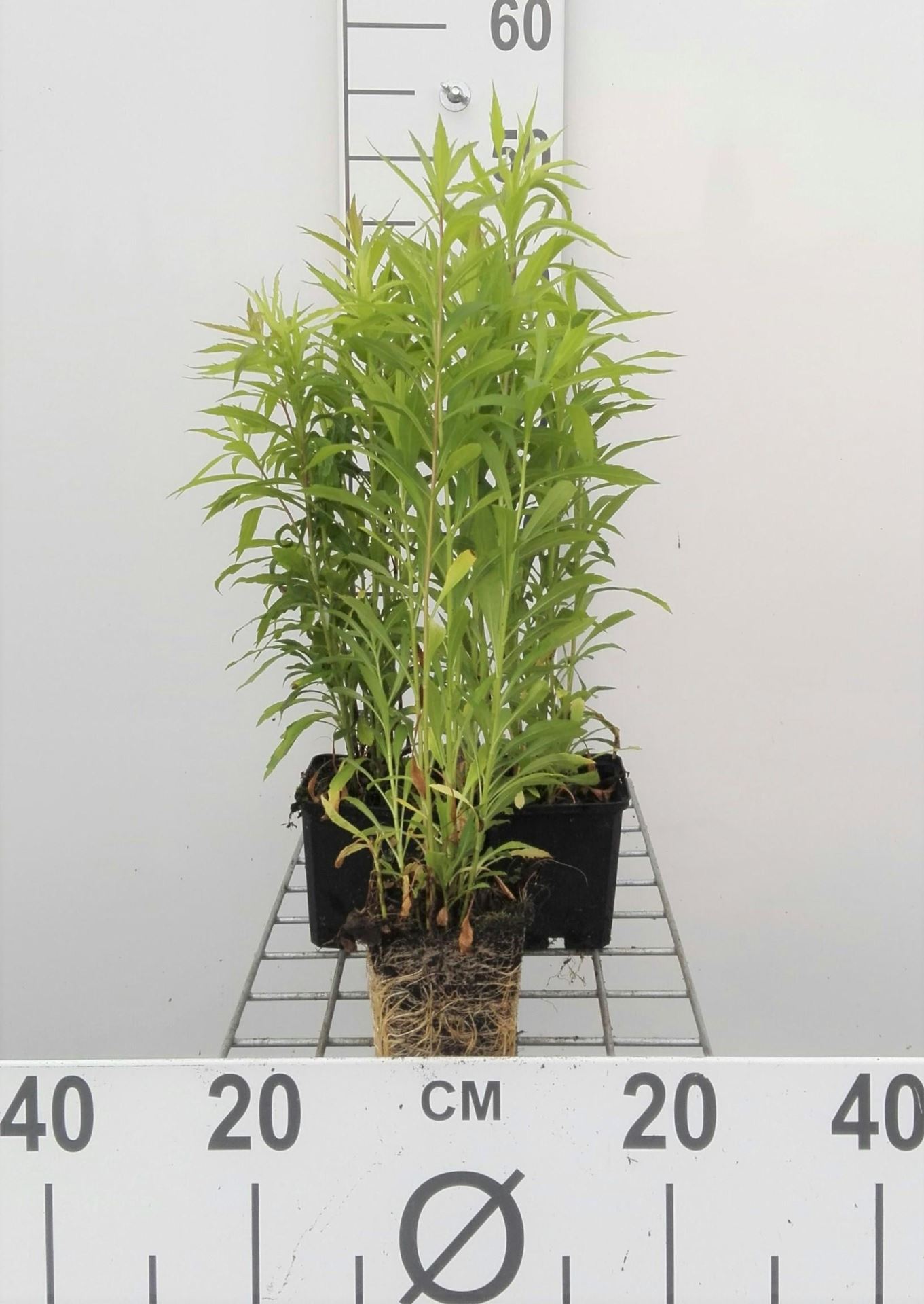Solidago'Golden Baby'- pot 9x9 cm afbeelding