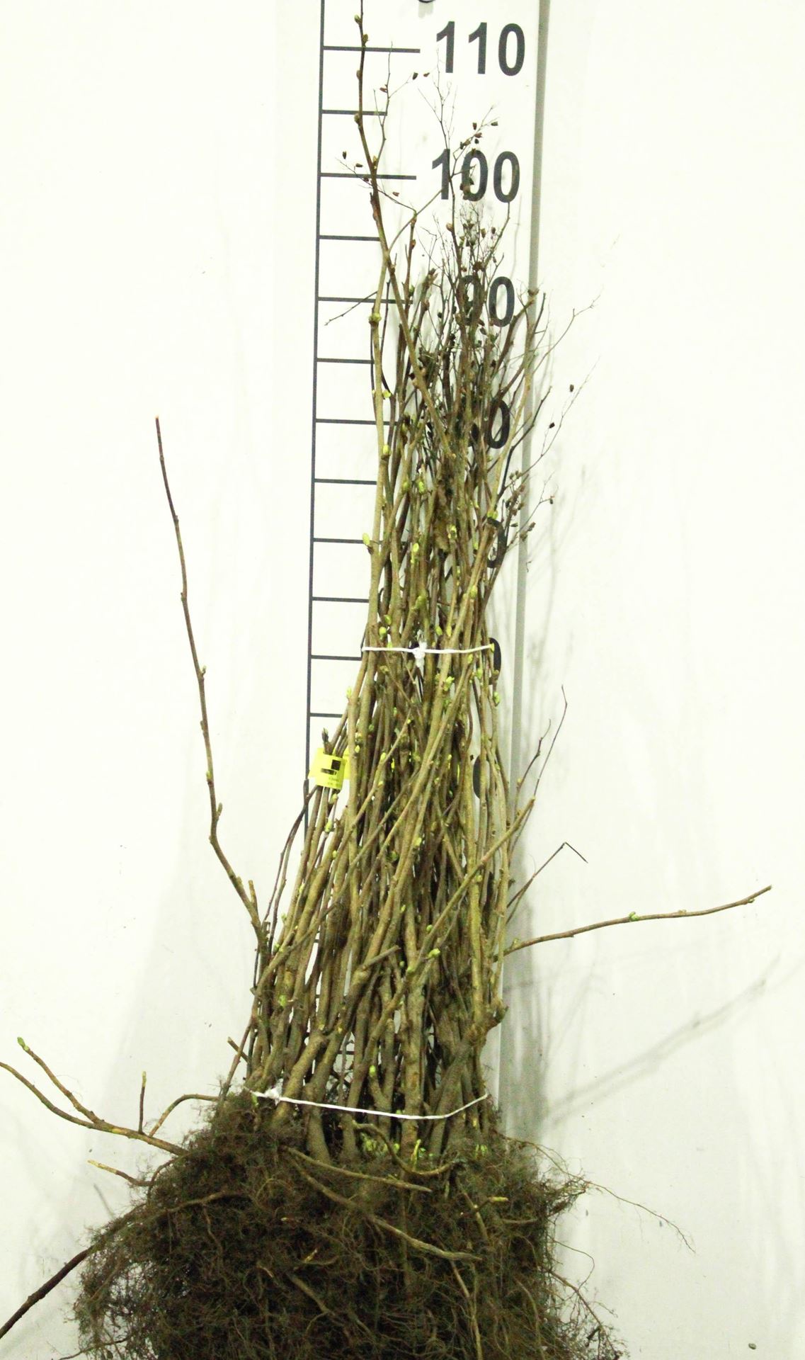 Sorbaria sorbifolia - blote wortel - 60-90 cm afbeelding