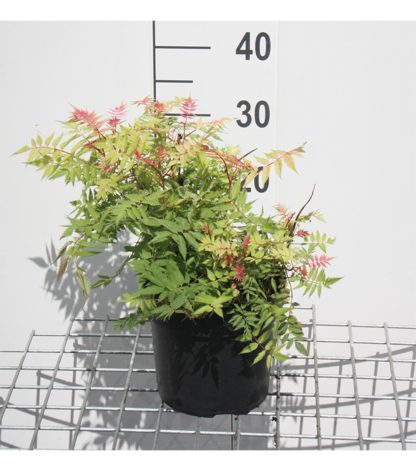 Sorbaria sorbifolia - pot - 40-60 cm afbeelding