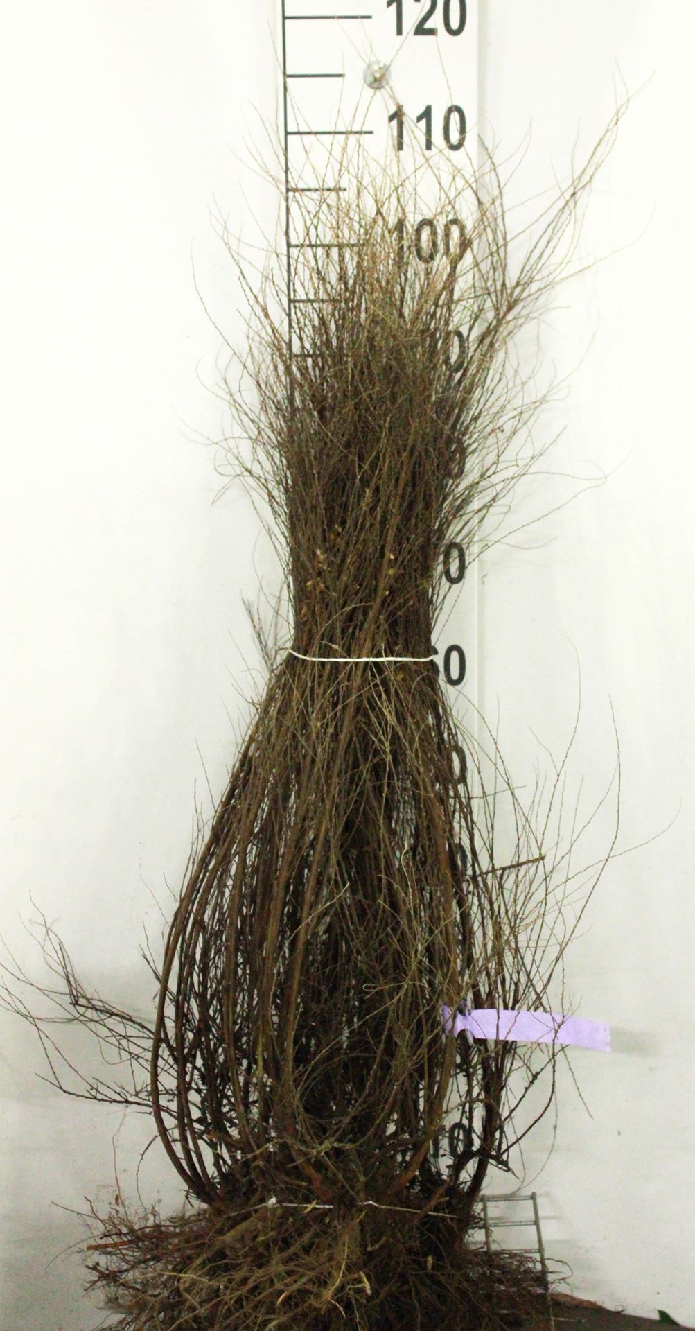Spiraea x arguta - blote wortel - 60-80 cm - 4-5 takken afbeelding