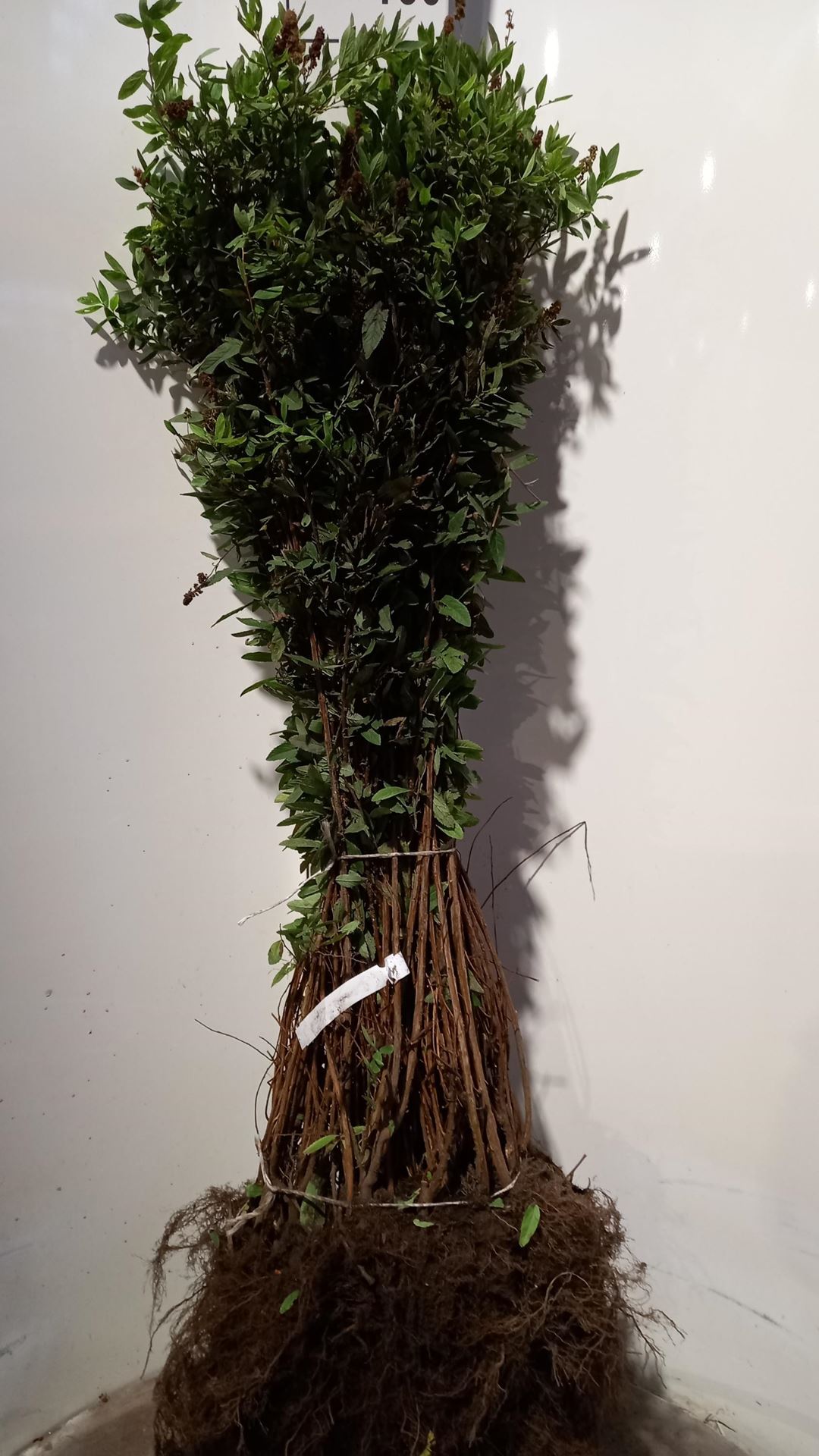 Spiraea x billardii - blote wortel - 40-60 cm afbeelding
