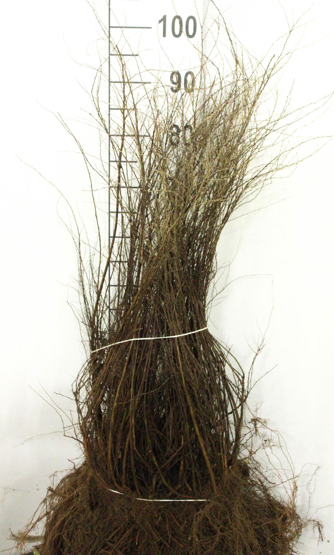 Spiraea x cinerea'Grefsheim'- blote wortel - 60-80 cm - 4-5 takken afbeelding