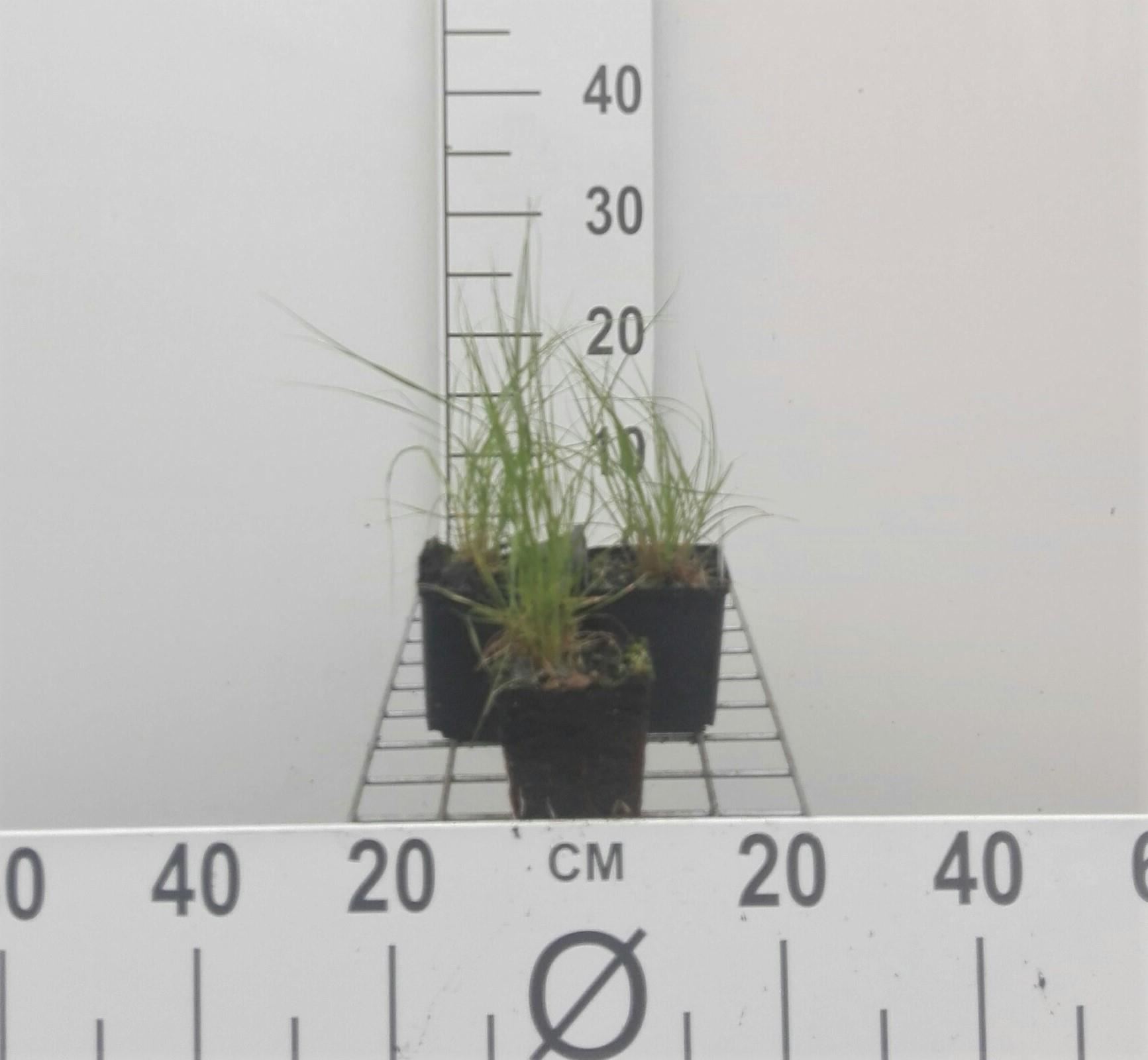 Sporobolus heterolepis - pot 9x9 cm - Prairiedropzaad / Parelgras afbeelding