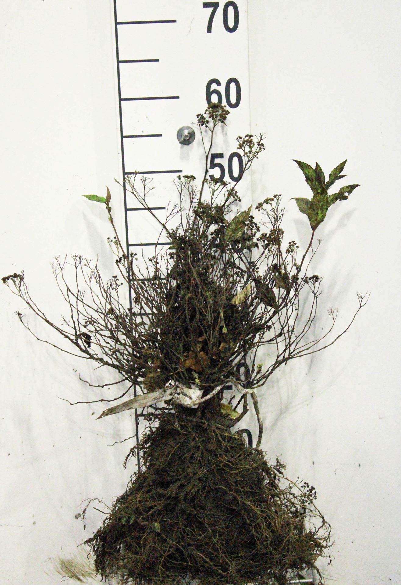 Spiraea japonica'Anthony Waterer'- blote wortel - 25-30 cm afbeelding