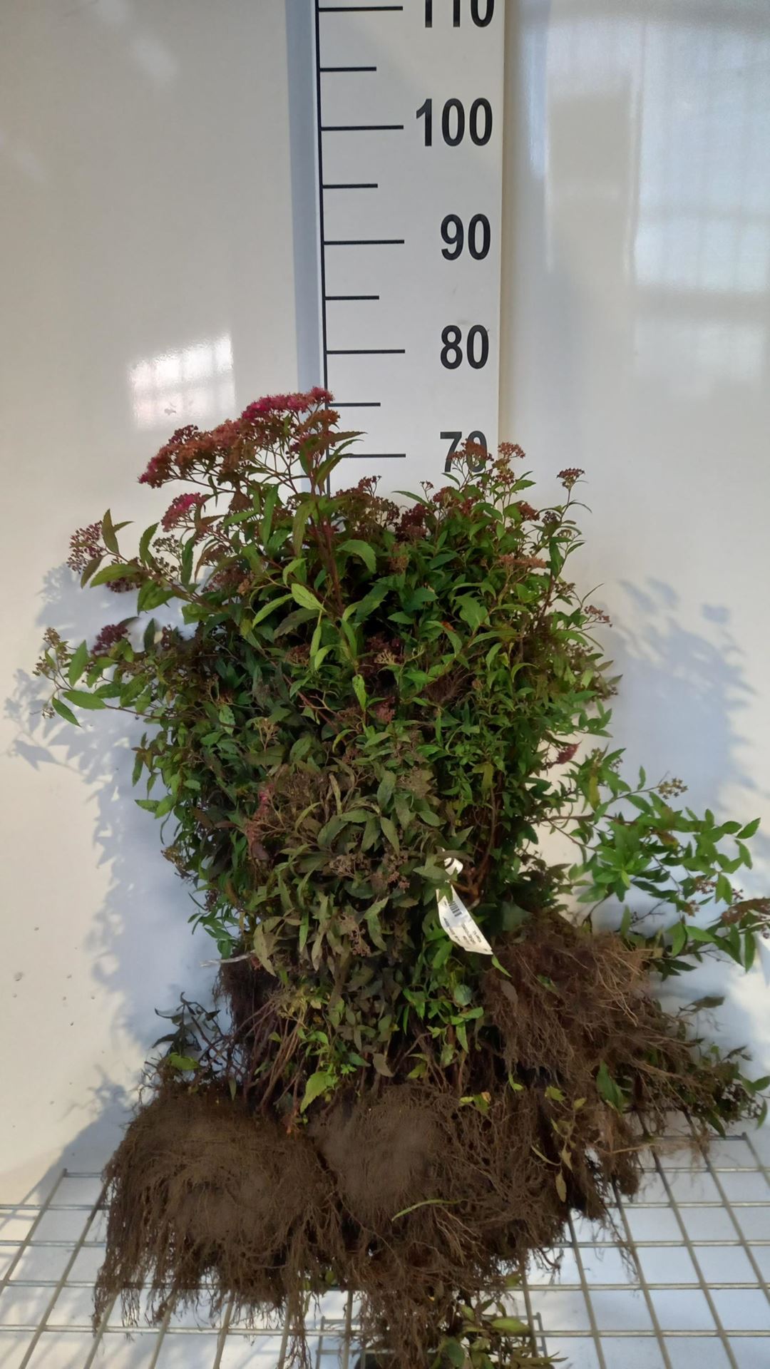 Spiraea japonica'Anthony Waterer'- blote wortel - 25-30 cm - 3-5 takken afbeelding