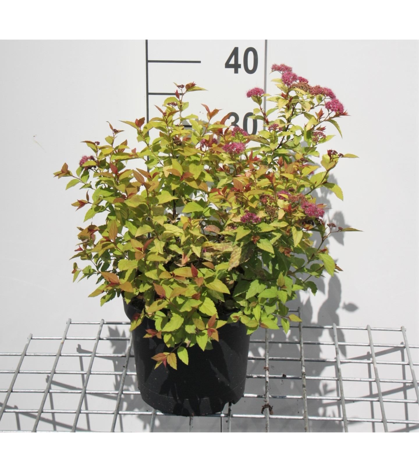Spiraea japonica'Firelight'- pot 3L - 25-30 cm afbeelding