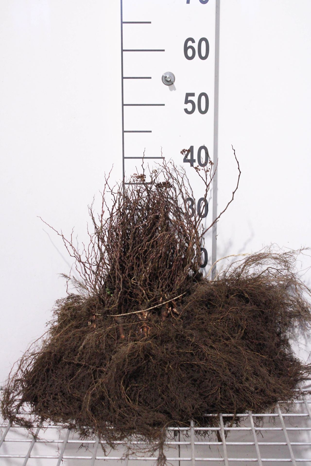 Spiraea japonica'Goldflame'- blote wortel - 25-30 cm - 3-5 takken afbeelding