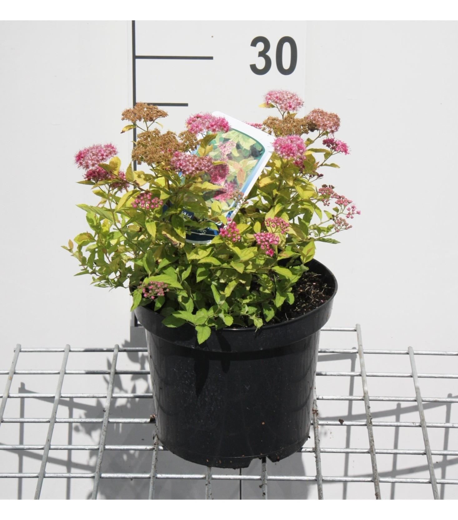 Spiraea japonica'Goldmound'- pot 3L - 25-30 cm afbeelding