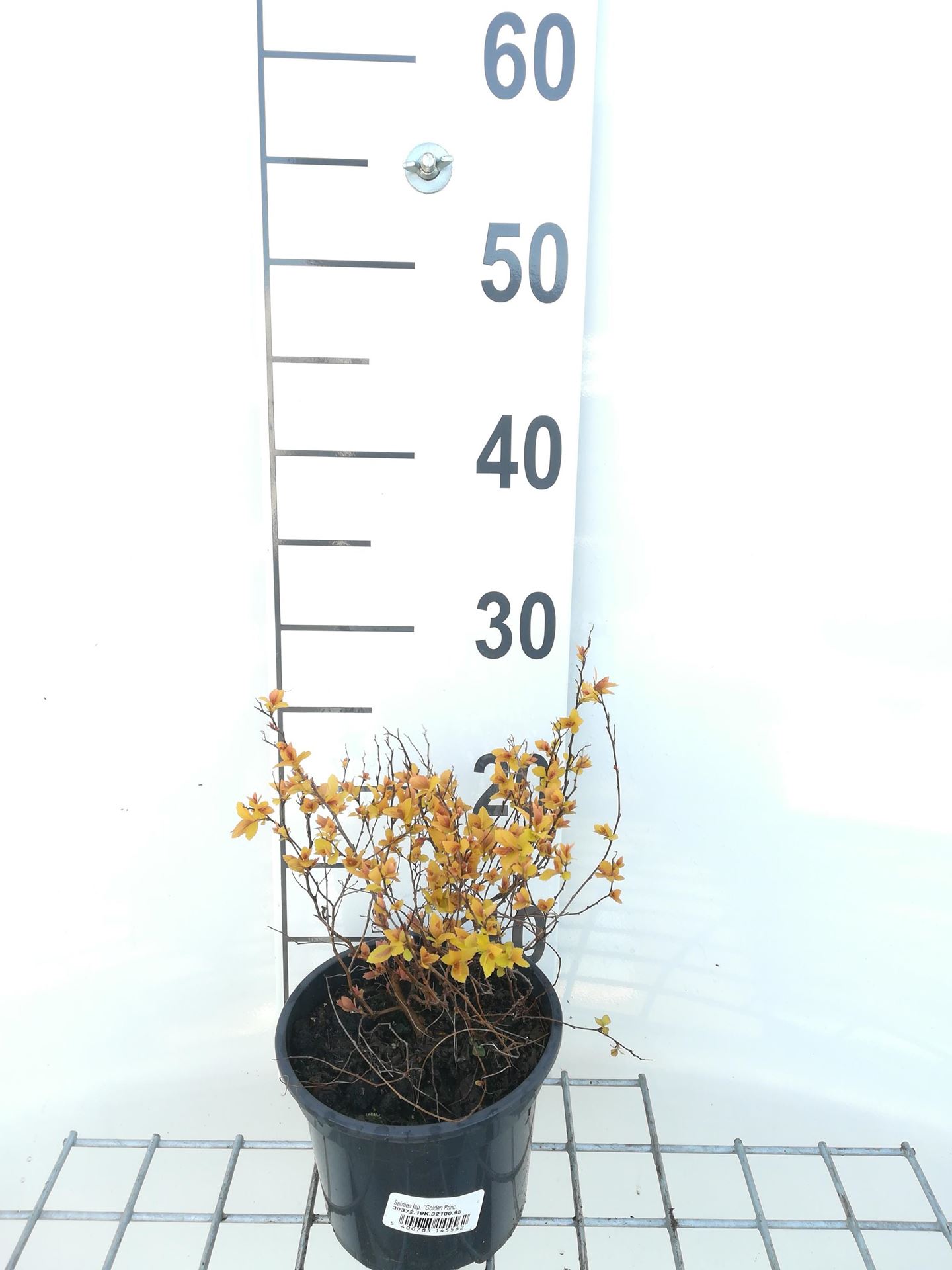 Spiraea japonica'Golden Princess'- pot 1,3L - 20-25 cm afbeelding