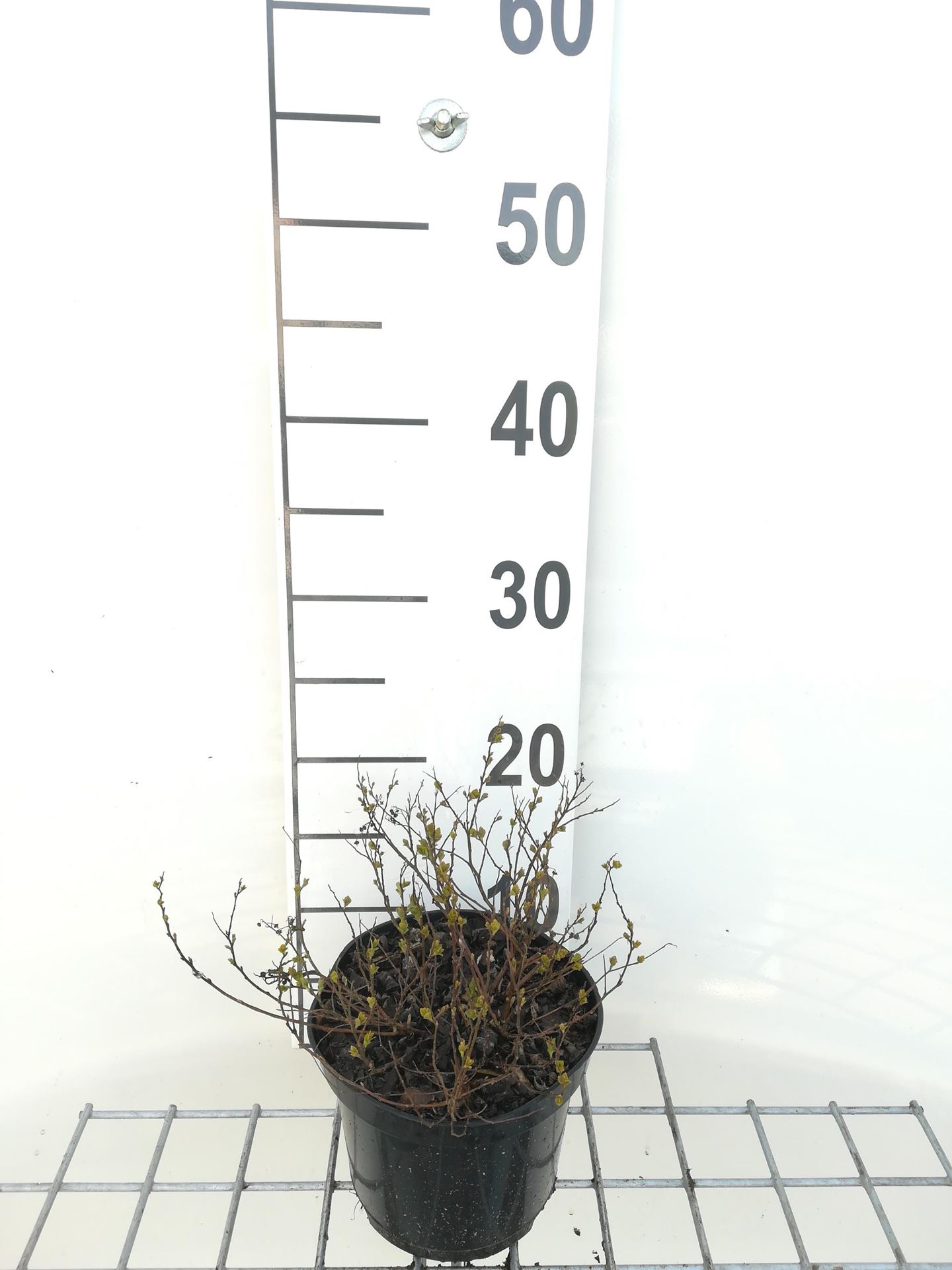 Spiraea japonica'Little Princess'- pot 1,3L - 20-25 cm afbeelding