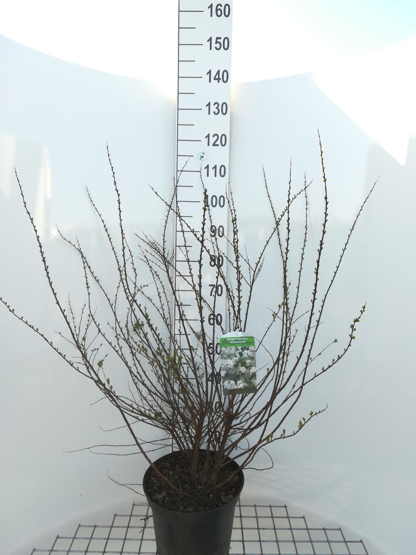 Spiraea nipponica'Snowmound'- pot 10L - 50-60 cm afbeelding