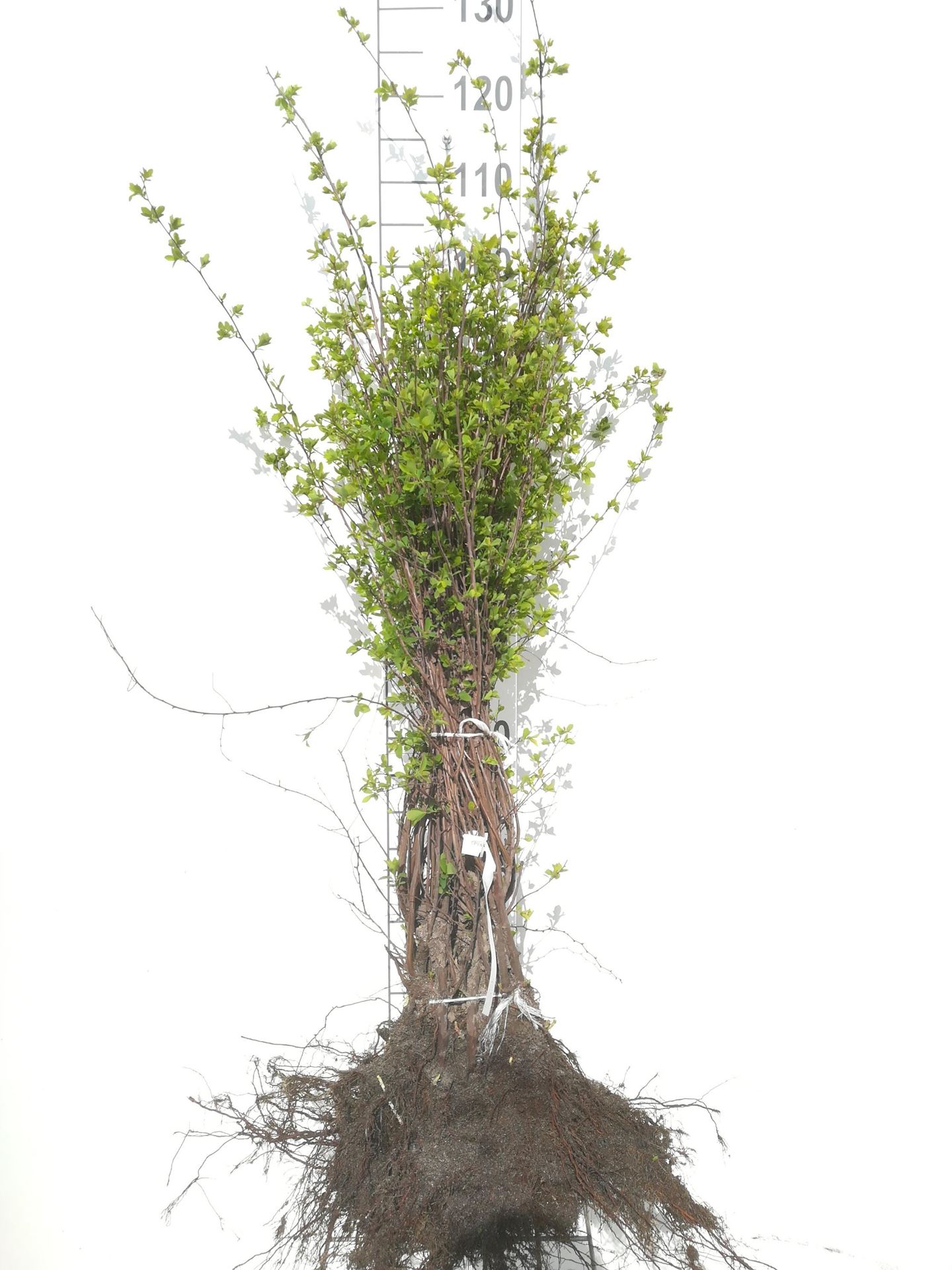 Spiraea x vanhouttei - blote wortel - 40-60 cm - 3-5 takken afbeelding