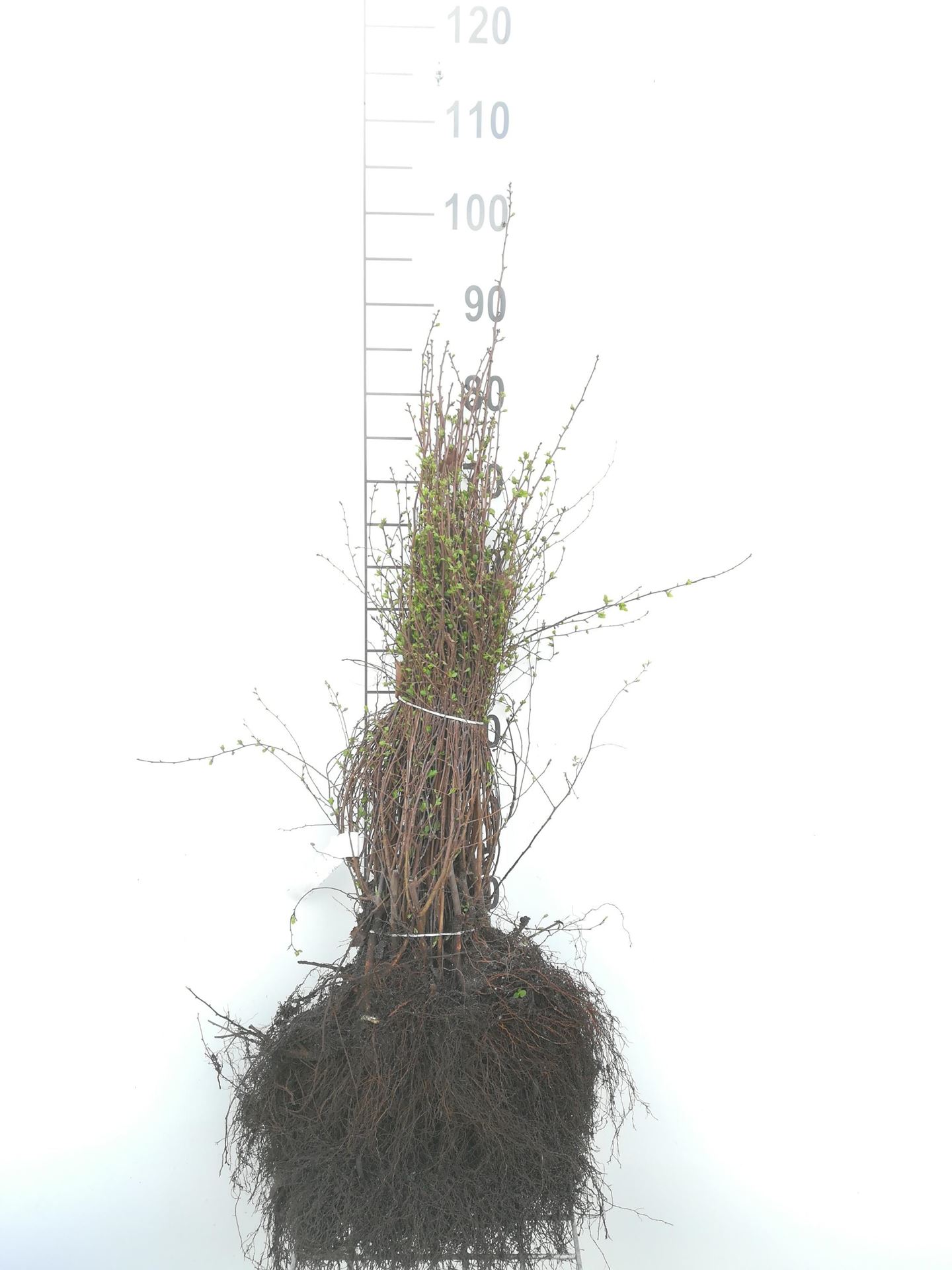 Spiraea x vanhouttei - blote wortel - 40-60 cm afbeelding
