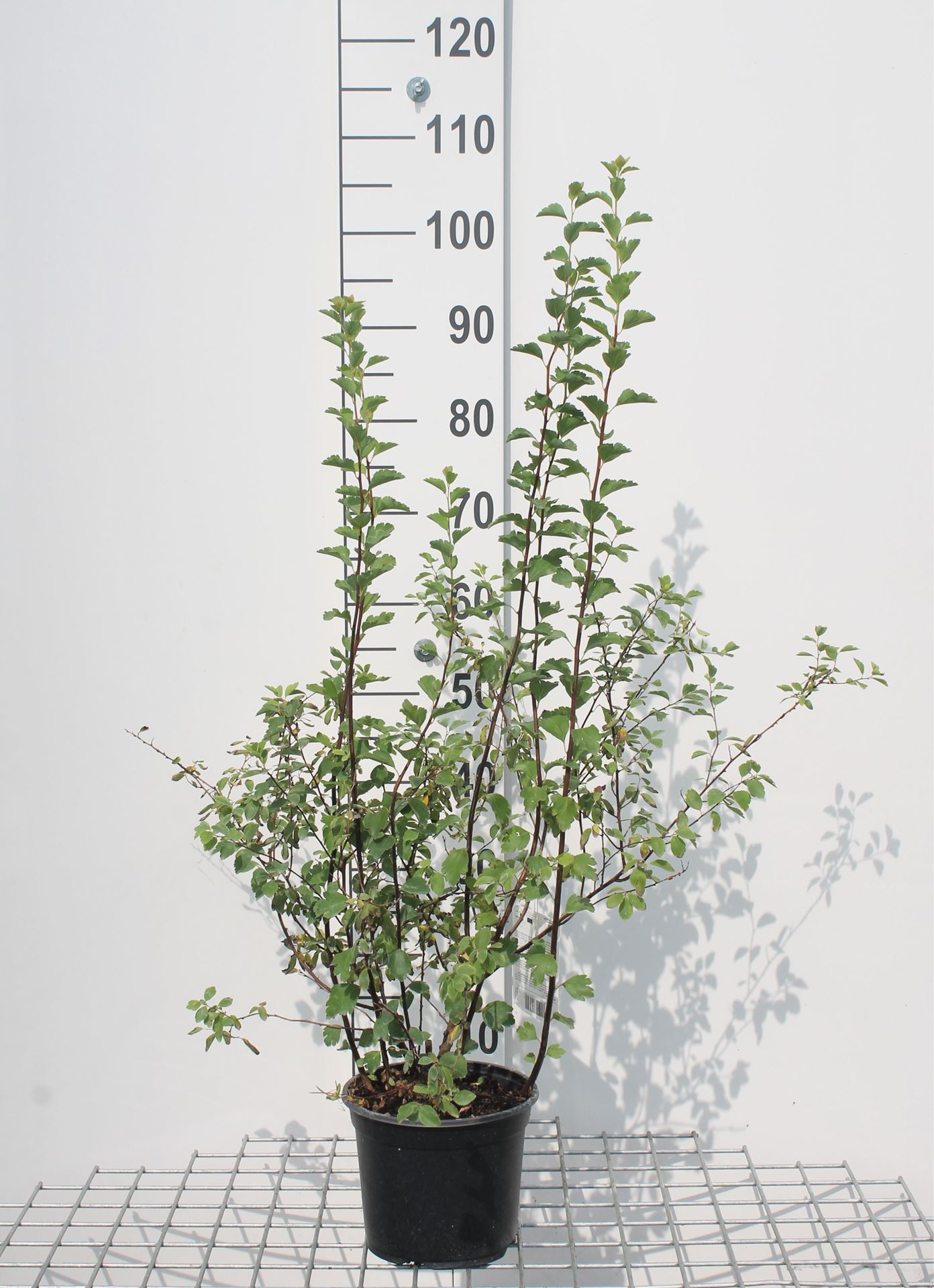 Spiraea x vanhouttei - pot 3L - 40-60 cm