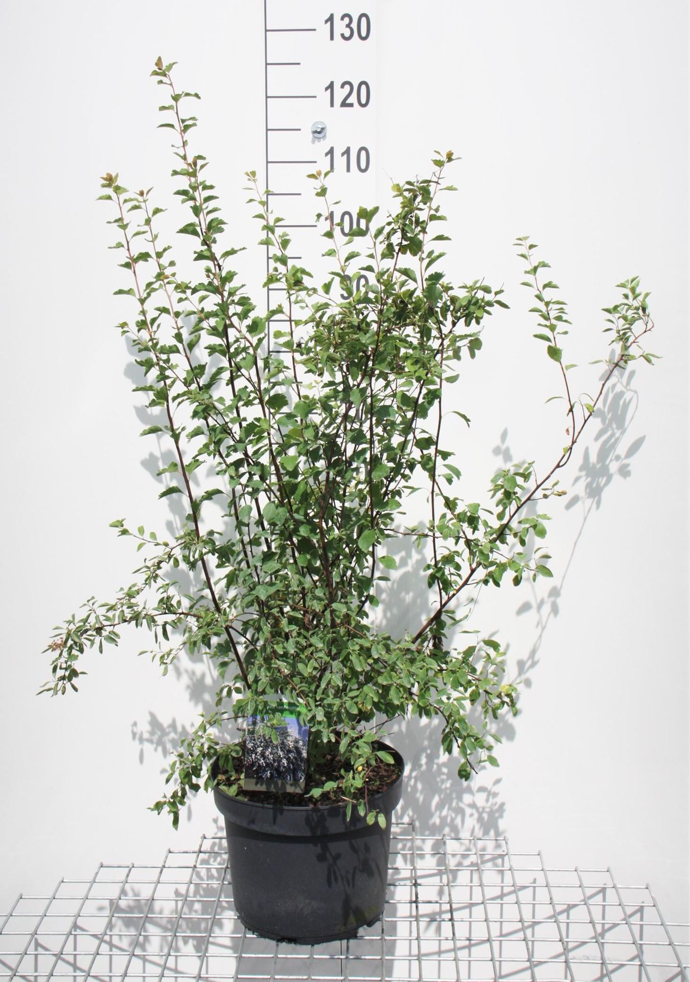 Spiraea x vanhouttei - pot 10L - 80-100 cm afbeelding