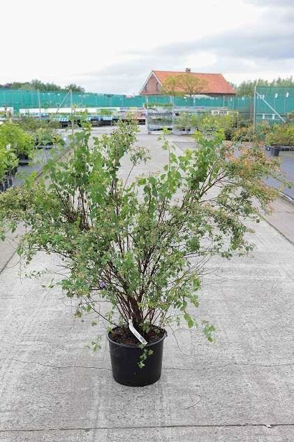 Spiraea x vanhouttei - pot 20L - 125-150 cm