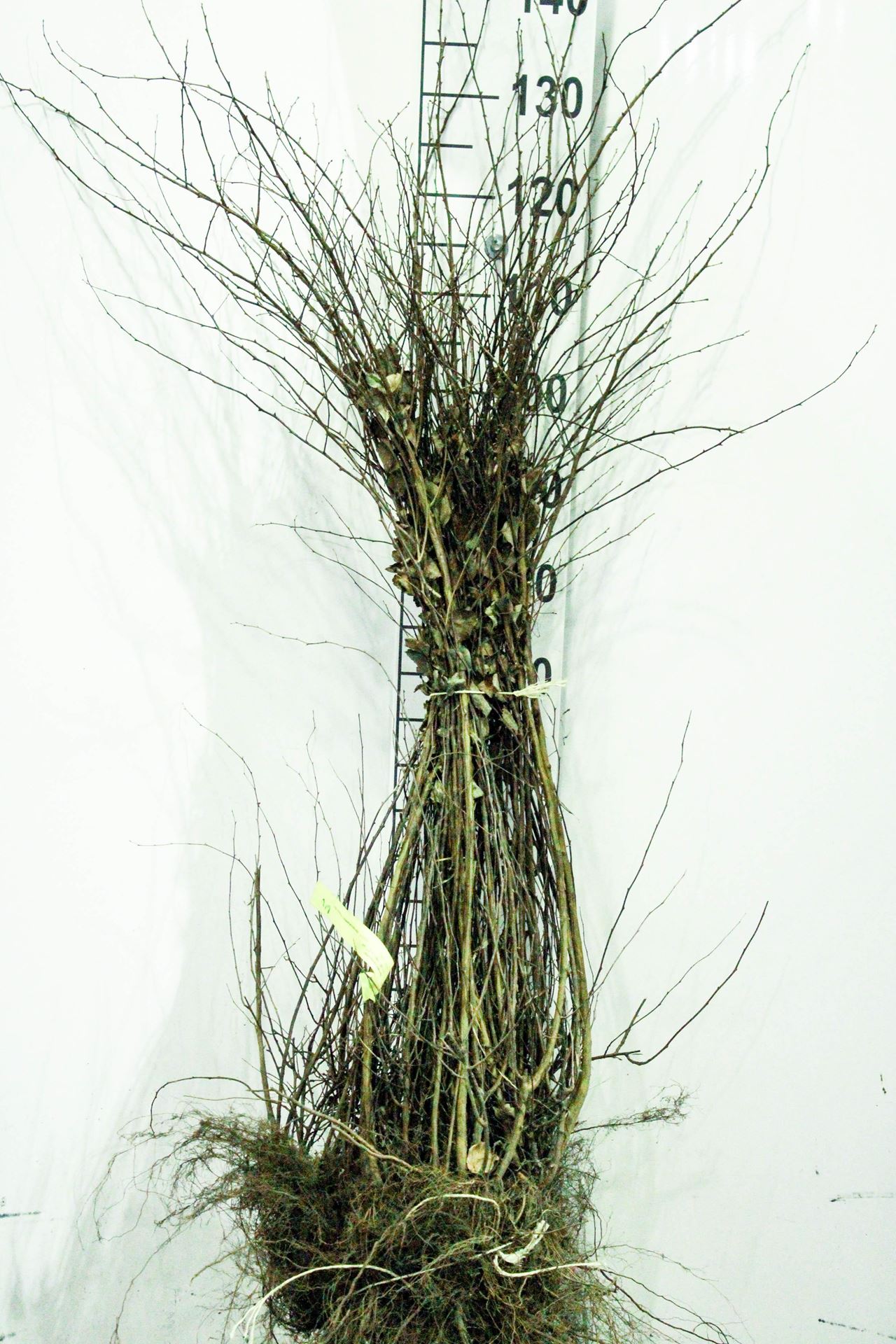 Spiraea x vanhouttei - blote wortel - 80-100 cm - 4-5 takken afbeelding