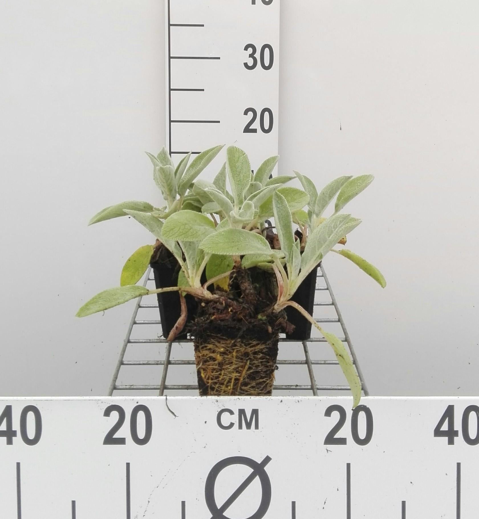Stachys byzantina'Cotton Boll'- pot 9x9 cm - Andoorn, ezelsoren, bereoren afbeelding