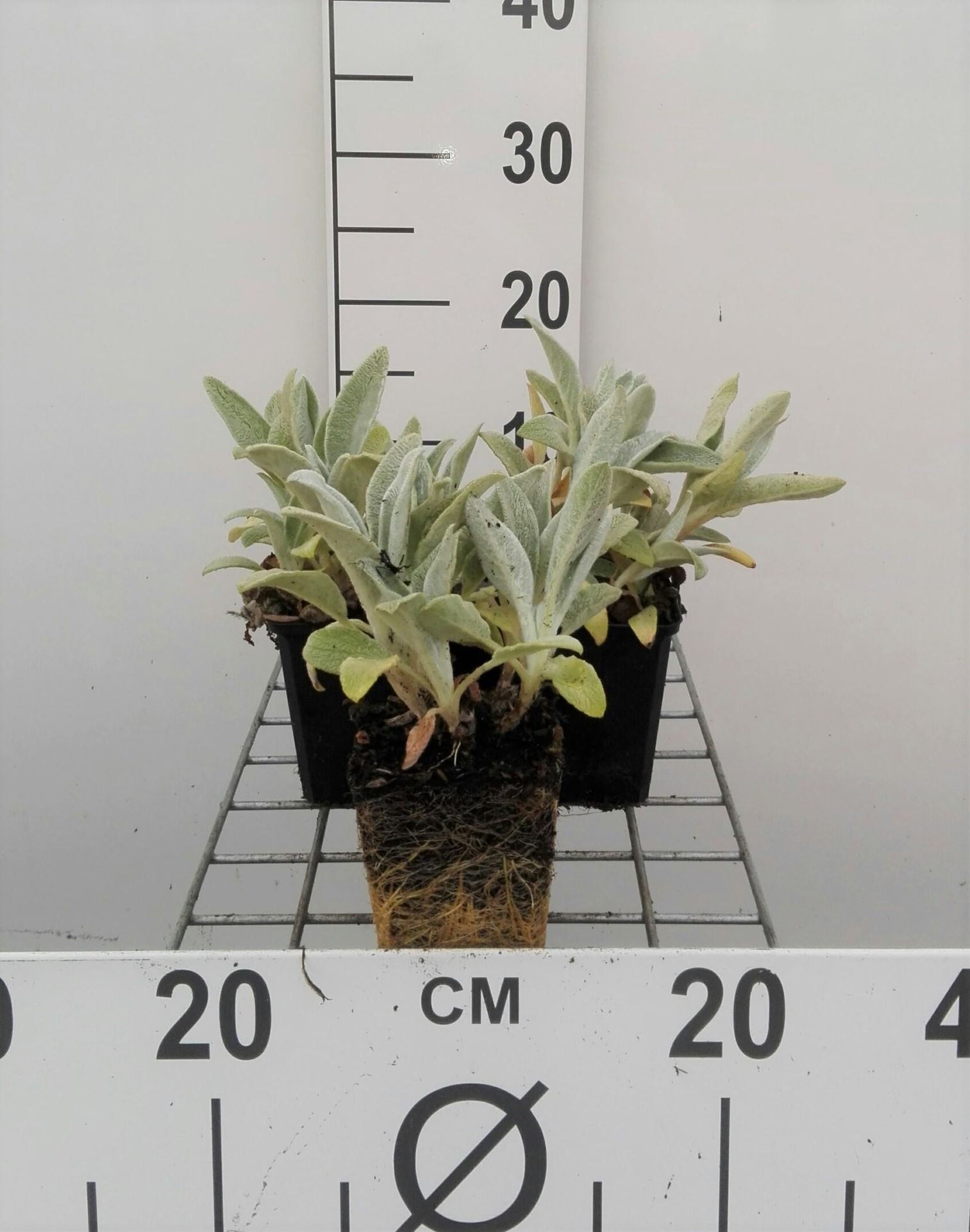 Stachys byzantina'Silver Carpet'- pot 9x9 cm - Andoorn, ezelsoren, bereoren afbeelding