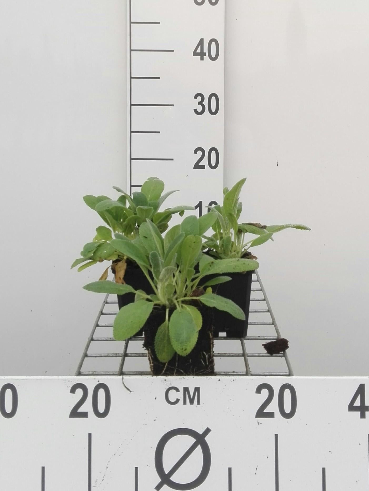 Stachys byzantina - pot 9x9 cm afbeelding