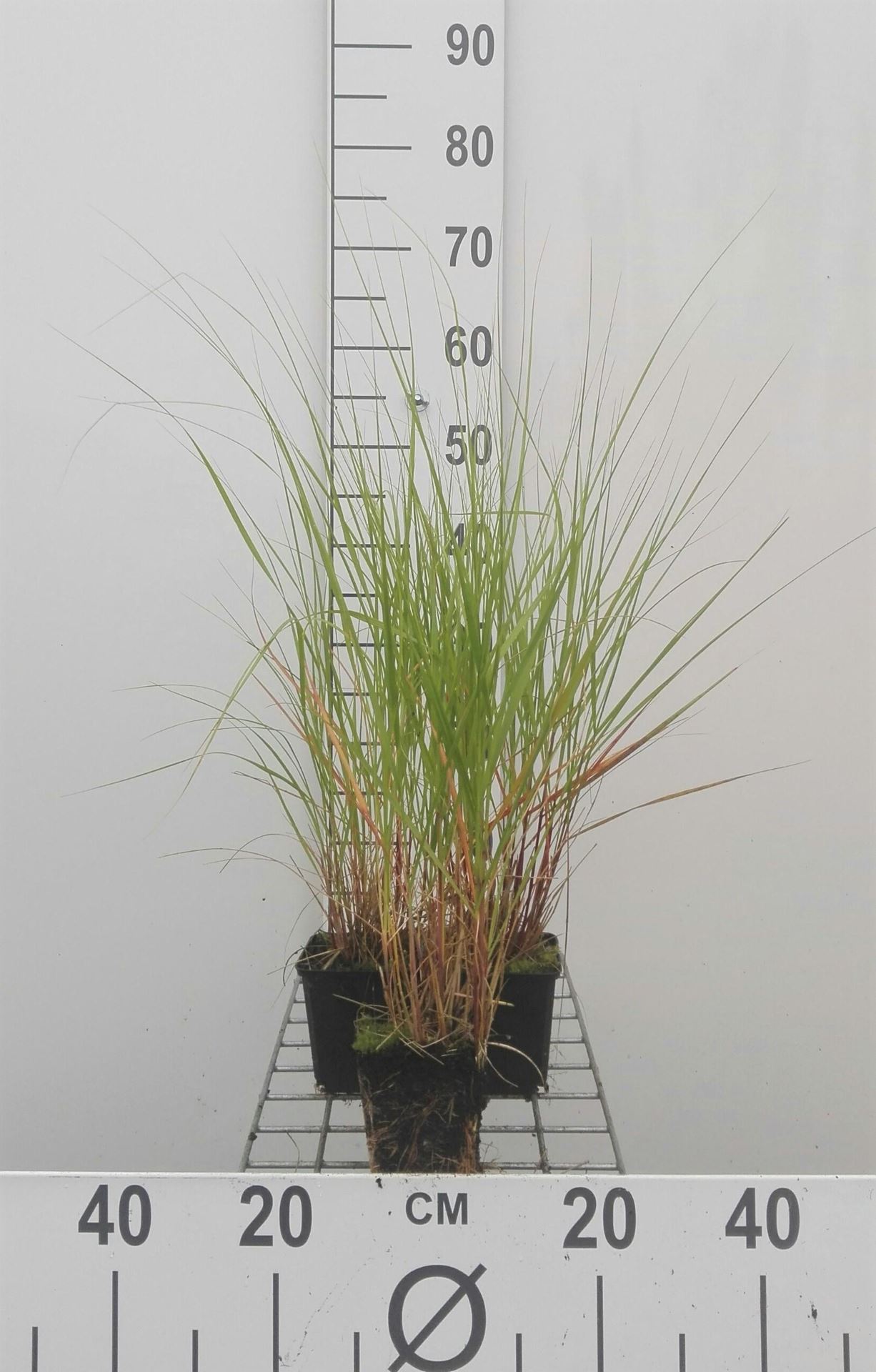 Stipa calamagrostis - pot 9x9 cm afbeelding