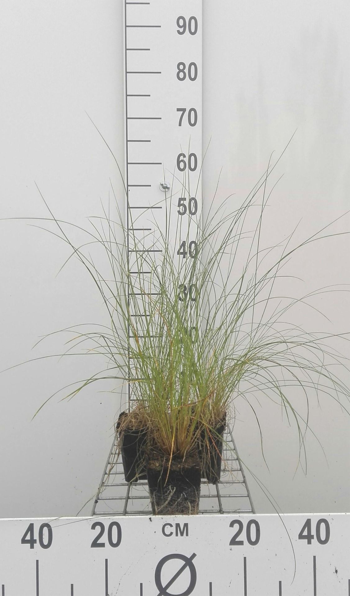 Stipa capillata - pot 9x9 cm - Dwerg vedergras afbeelding
