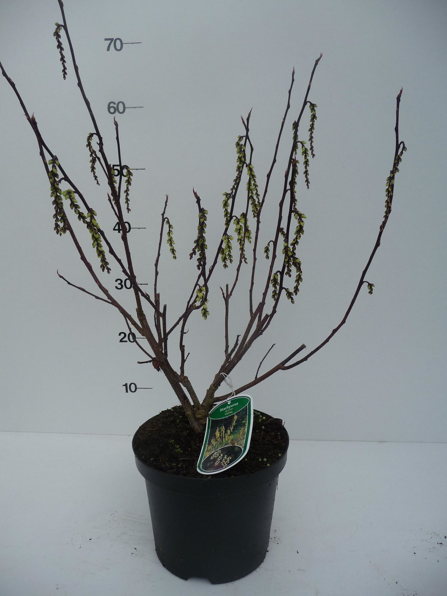 Stachyurus chinensis'Celina'- pot - 40-50 cm afbeelding