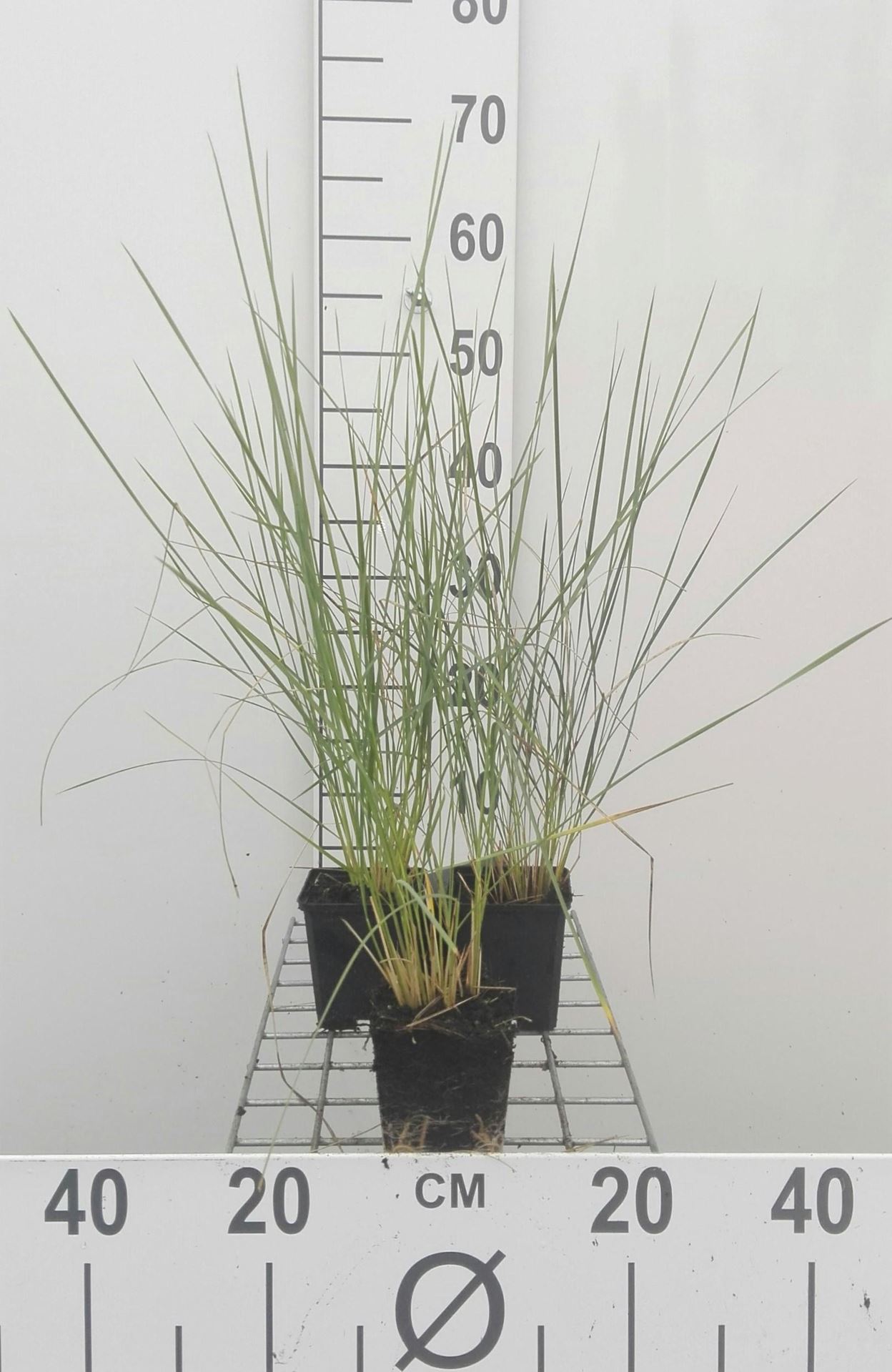 Stipa gigantea - pot 9x9 cm - Reuzenvedergras / Straalhaver afbeelding