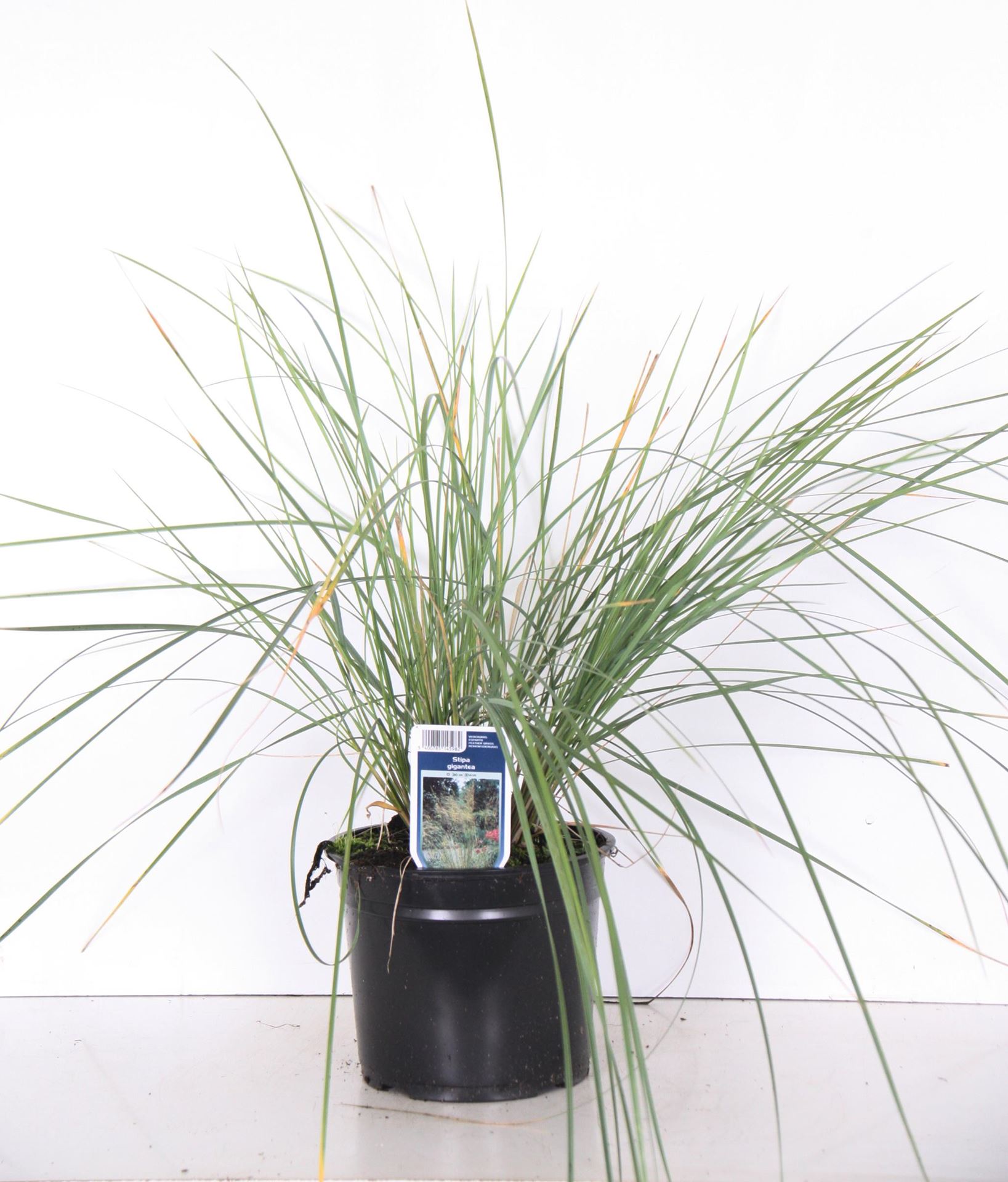 Stipa gigantea - pot 3L afbeelding