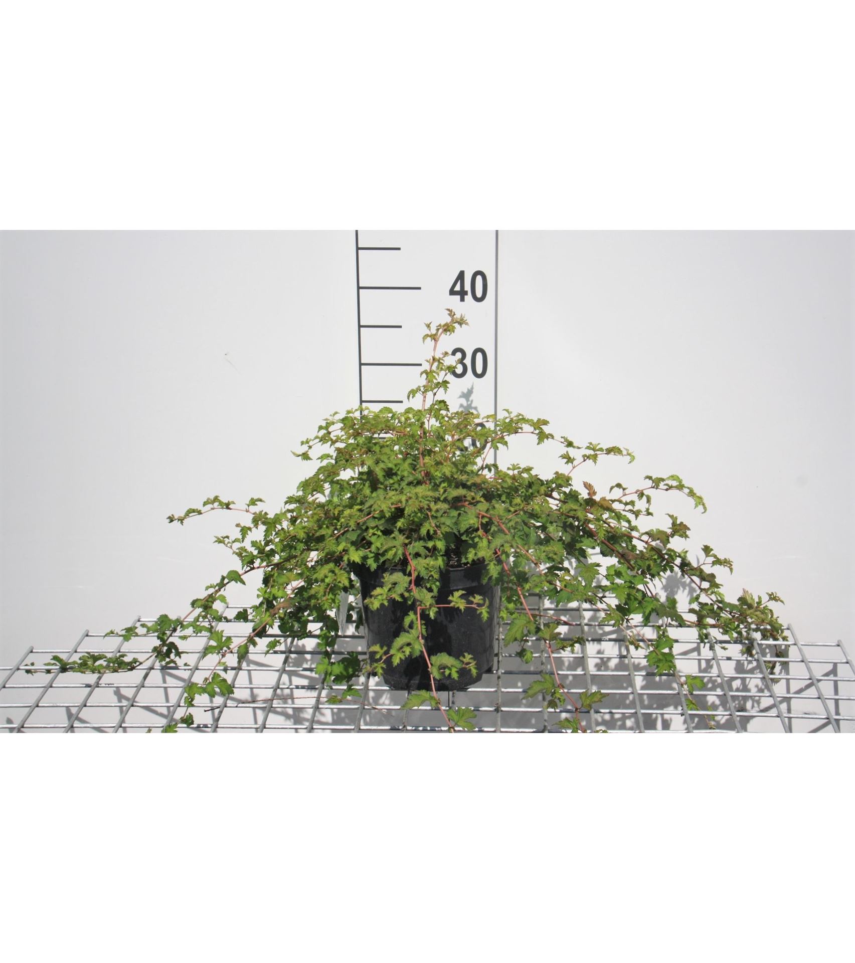 Stephanandra incisa'Crispa'- pot 3L - 30-40 cm afbeelding