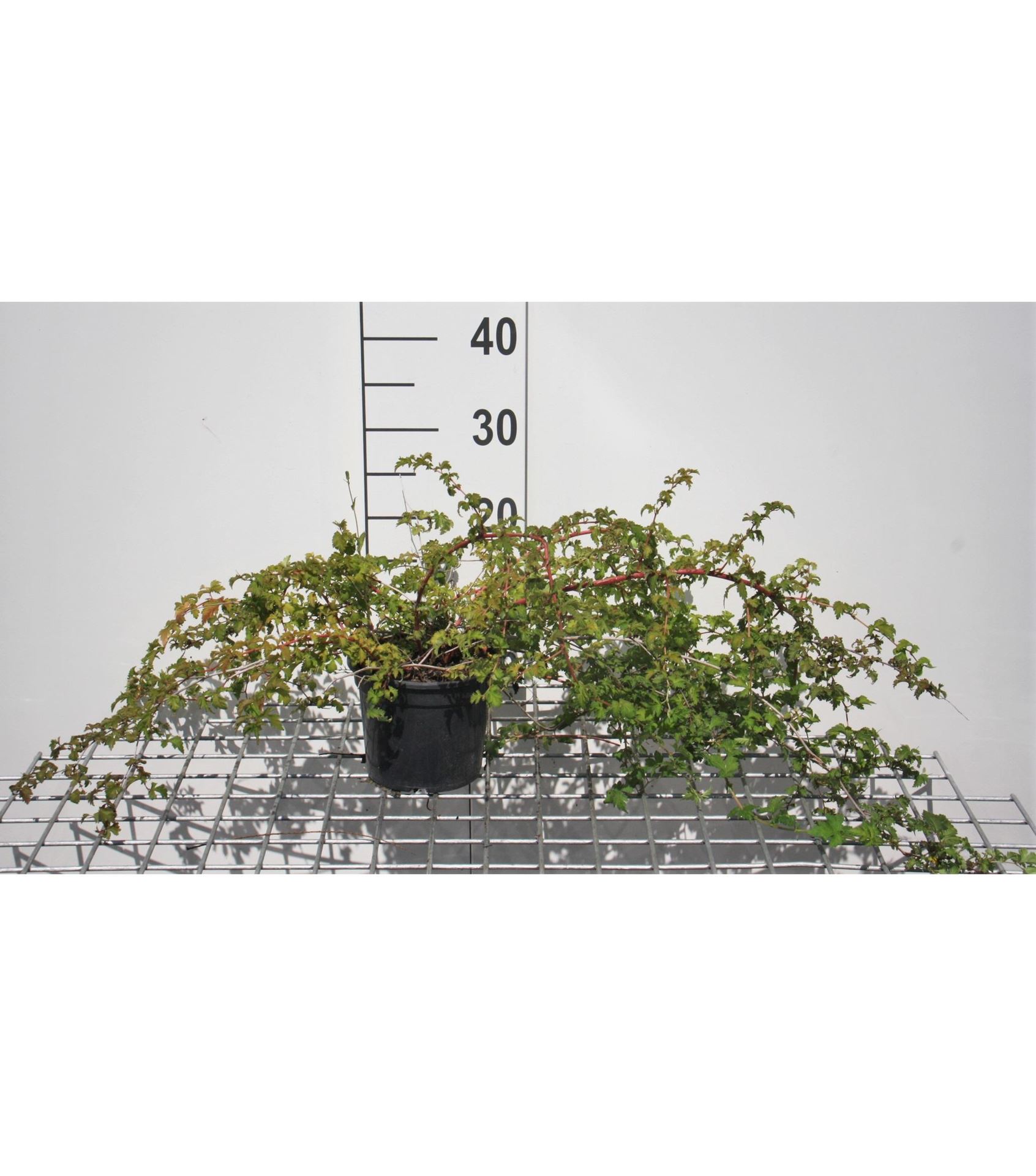 Stephanandra incisa'Crispa'- pot 1,5L - 20-30 cm afbeelding