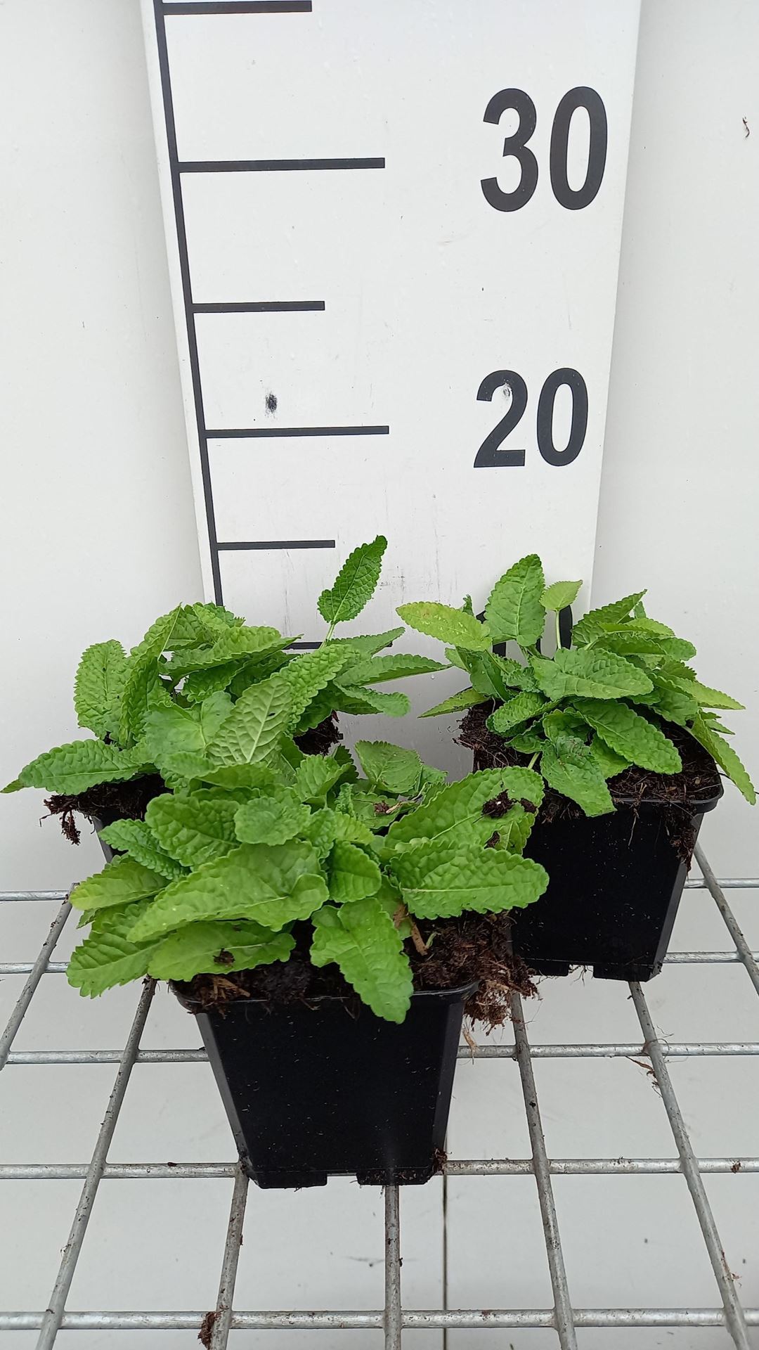 Stachys monieri'Hummelo'- pot 9x9 cm - Andoorn afbeelding
