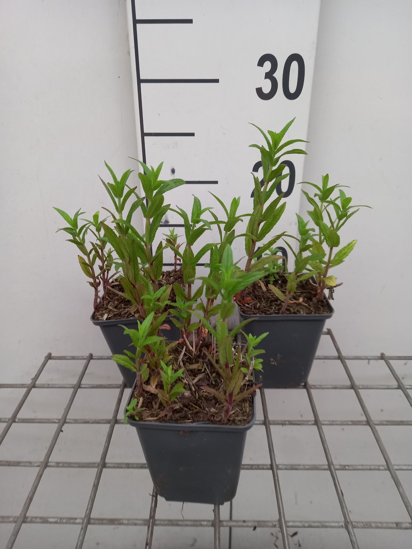 Stachys palustris - pot 9x9 cm - Moerasandoorn afbeelding