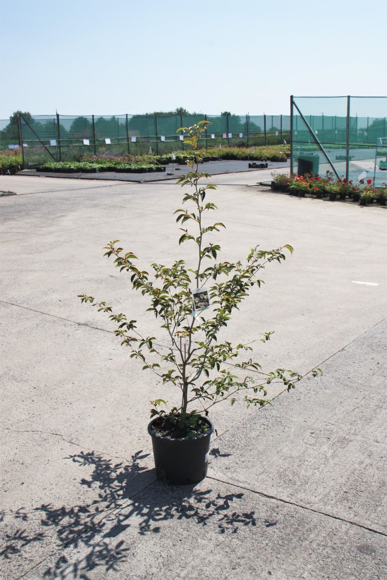 Stewartia pseudocamellia - pot - 80-100 cm afbeelding
