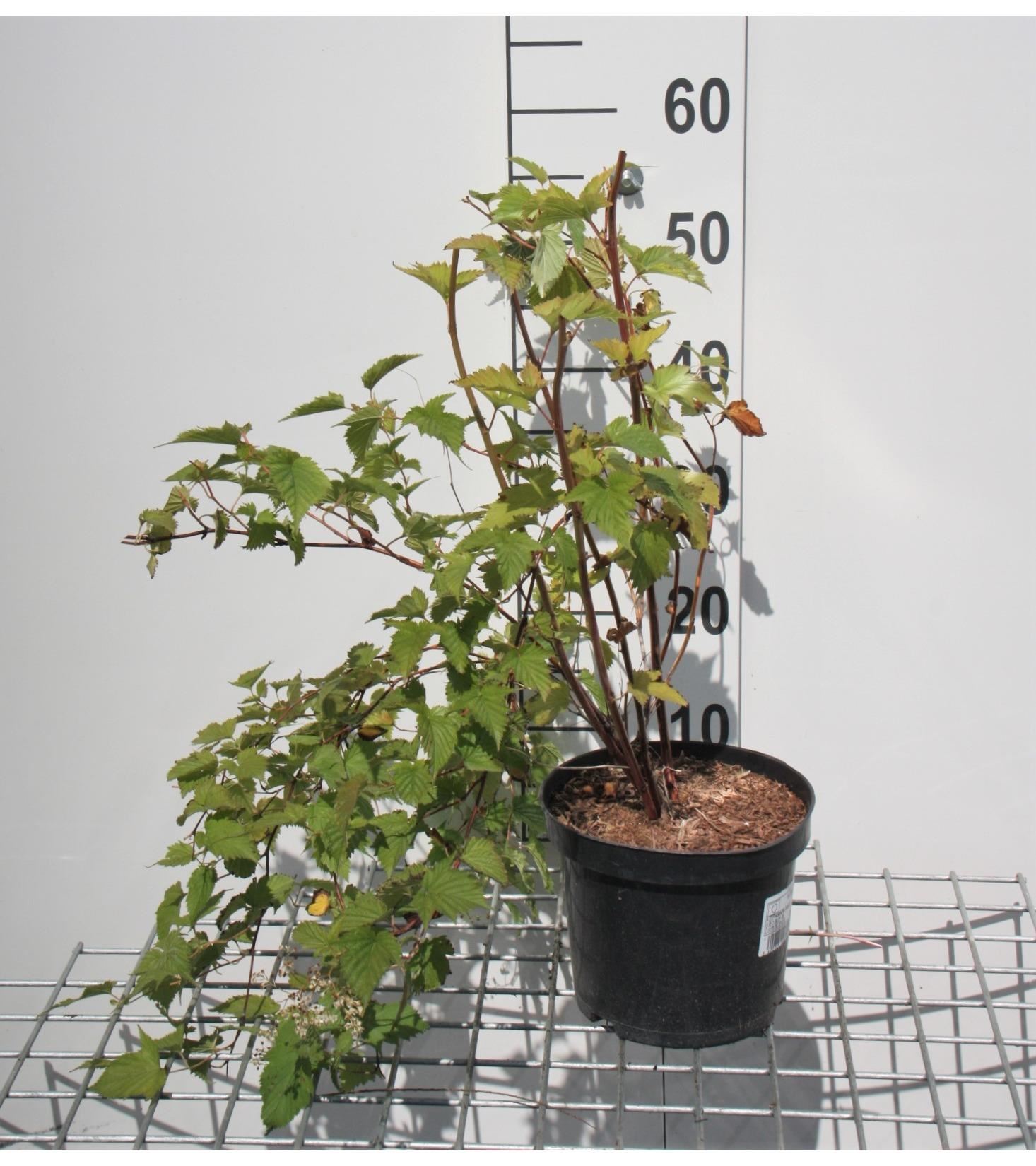 Stephanandra tanakae - pot - 30-40 cm afbeelding