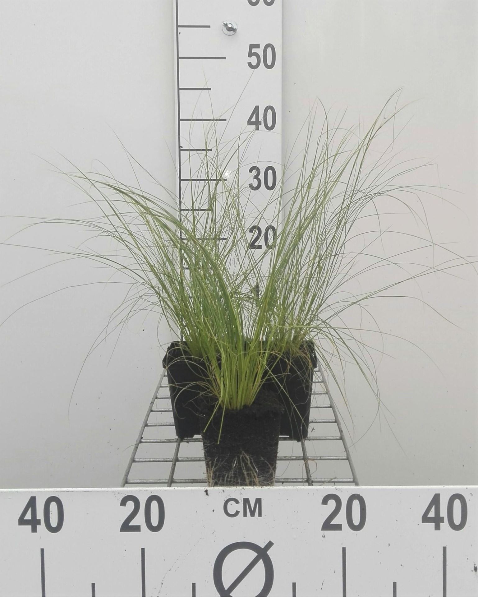 Stipa tenuifolia - pot 9x9 cm - Vedergras afbeelding