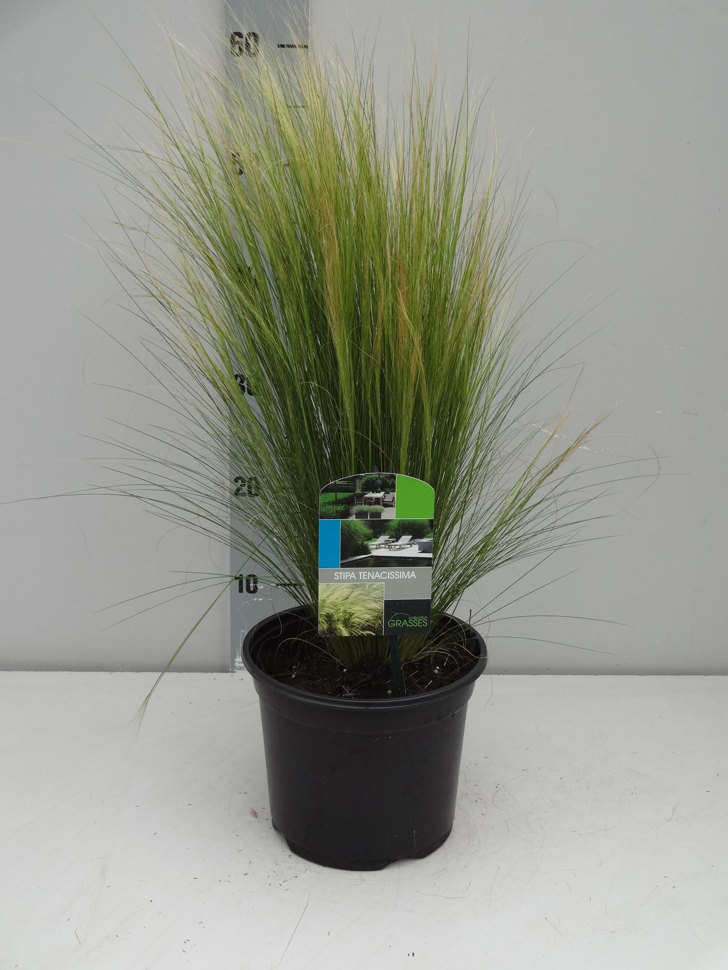 Stipa tenuifolia - pot 3L - Vedergras afbeelding