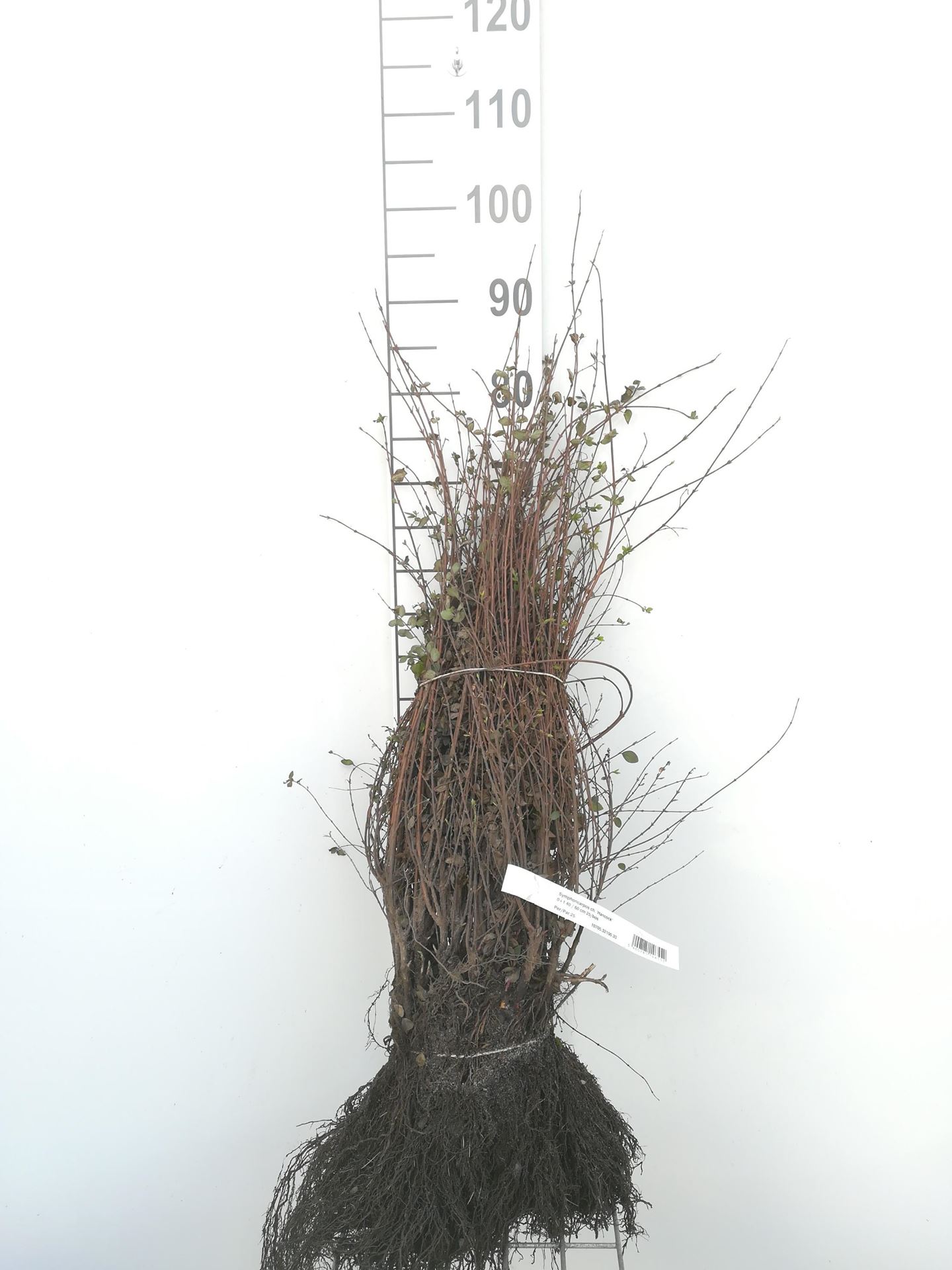 Symphoricarpos x chenaultii'Hancock'- blote wortel - 40-60 cm afbeelding