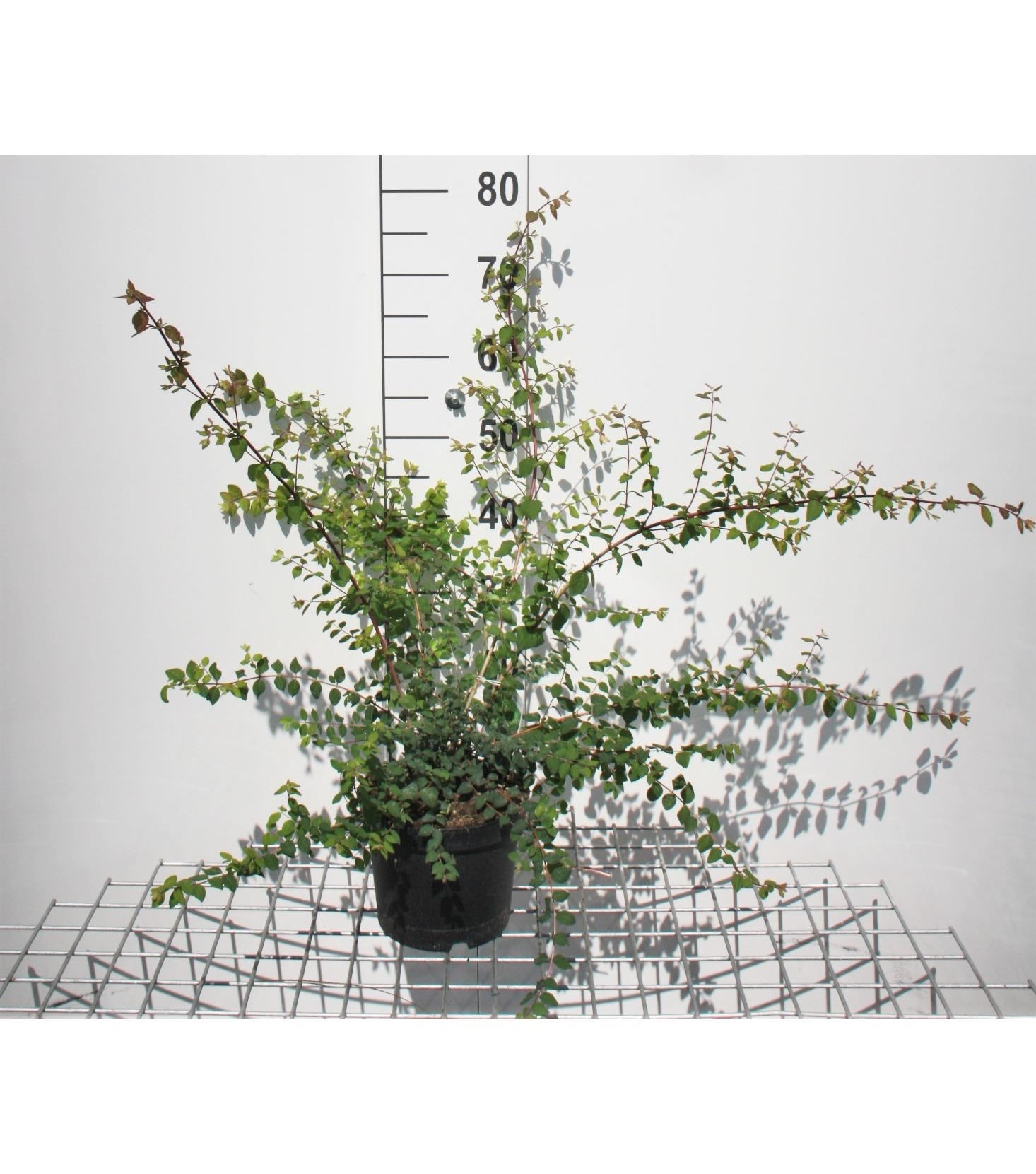 Symphoricarpos x chenaultii'Hancock'- pot 3L - 50-60 cm afbeelding