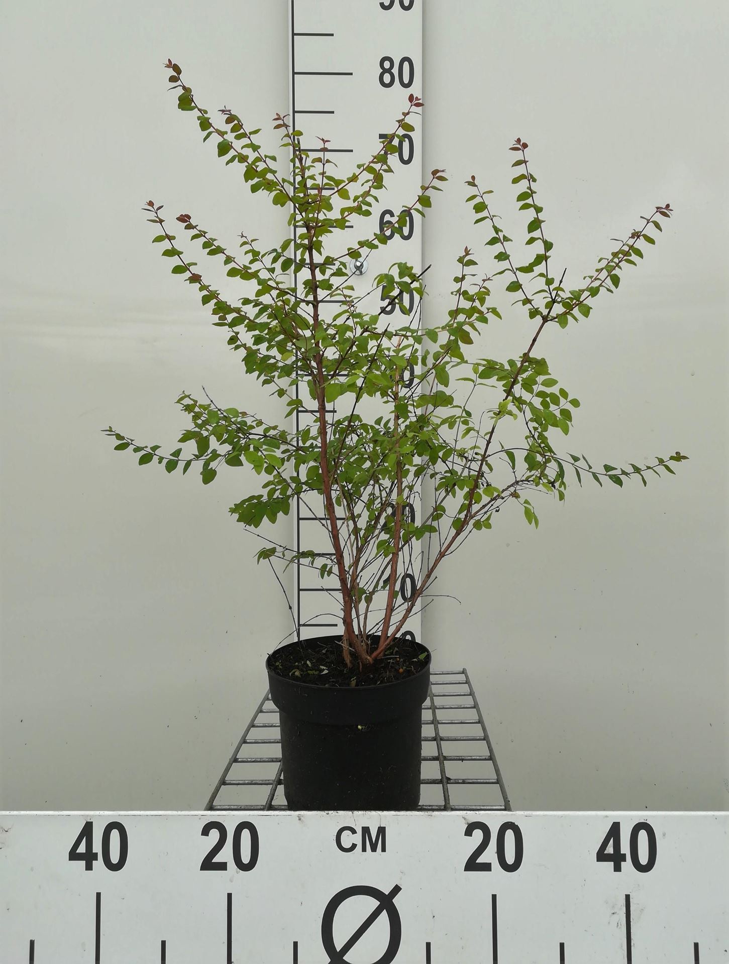 Symphoricarpos x chenaultii'Hancock'- pot 1,3L - 30-40 cm - afbeelding