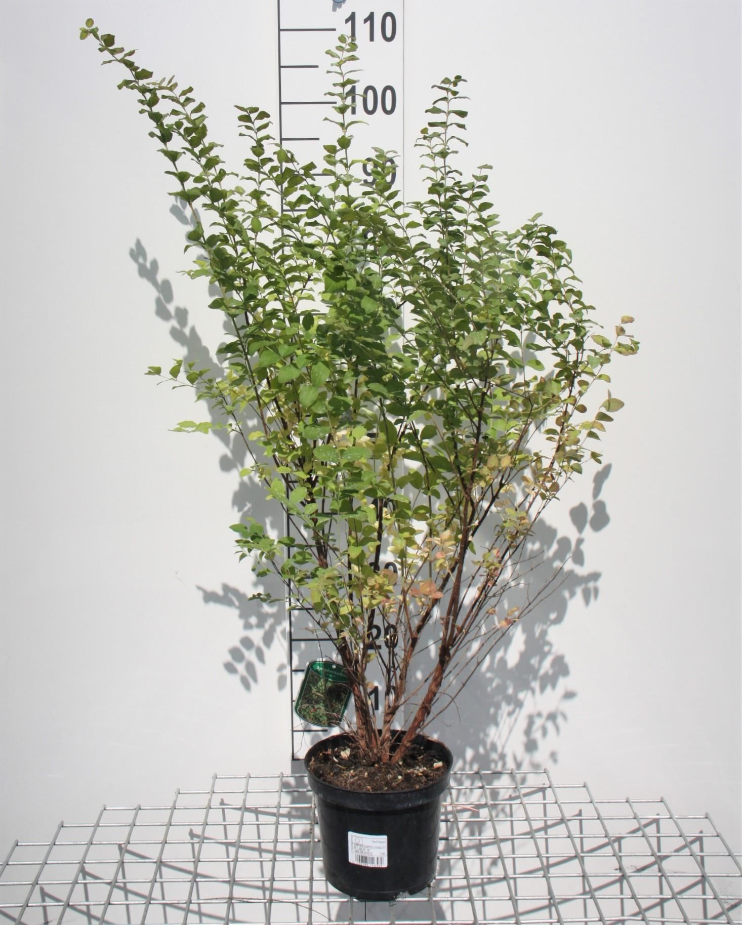 Symphoricarpos x chenaultii - pot - 50-60 cm afbeelding