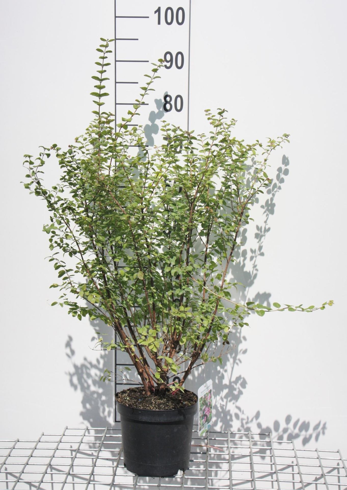 Symphoricarpos x doorenbosii'Magic Berry'- pot - 50-60 cm afbeelding
