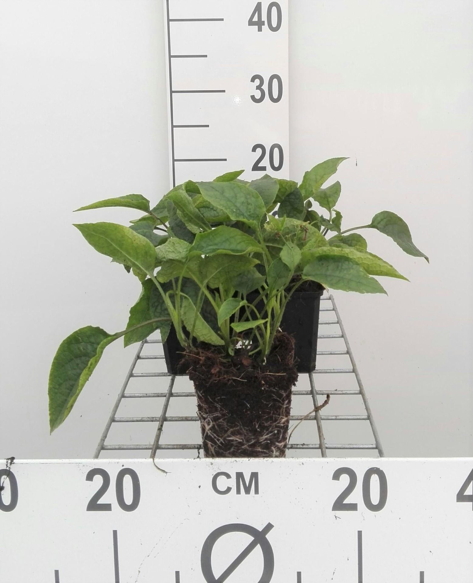 Symphytum grandiflorum - pot 9x9 cm afbeelding