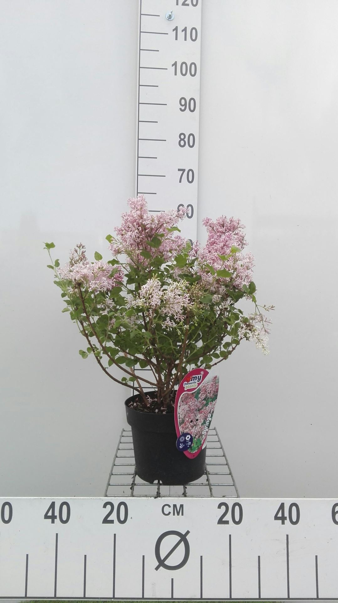 Syringa meyeri'Palibin'- pot - 30-40 cm afbeelding